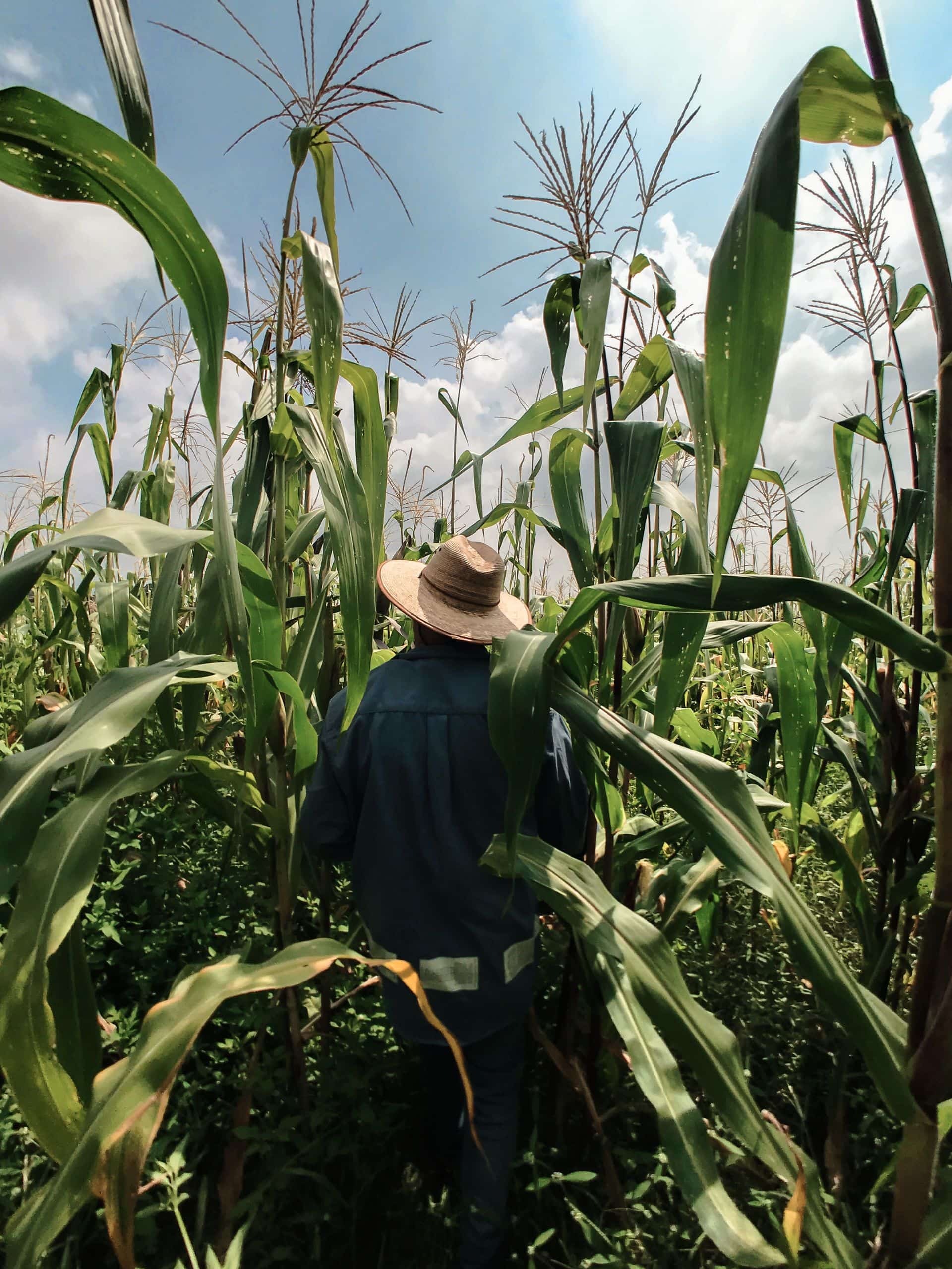 Corn fields, Mexico