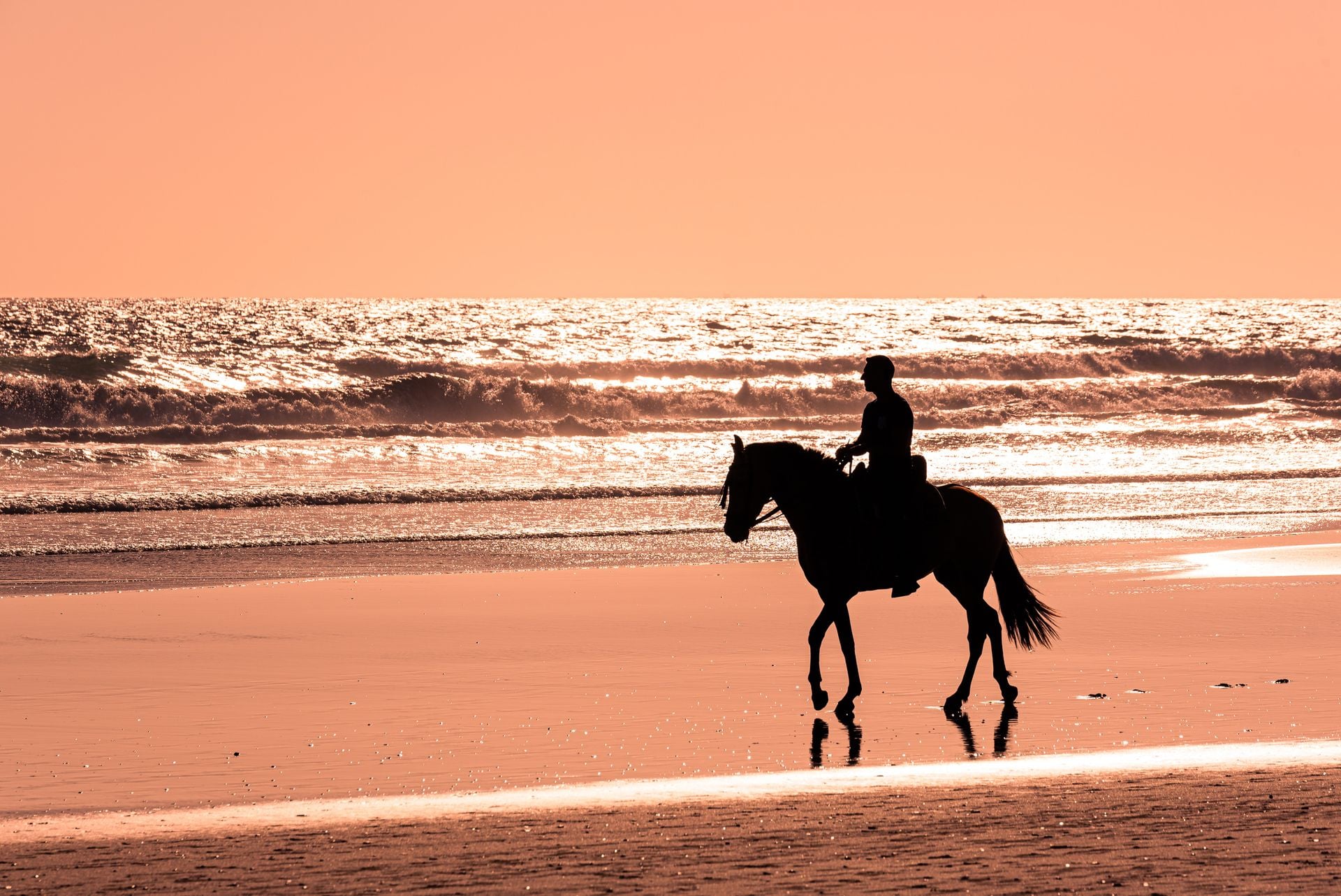 Horse on the beach