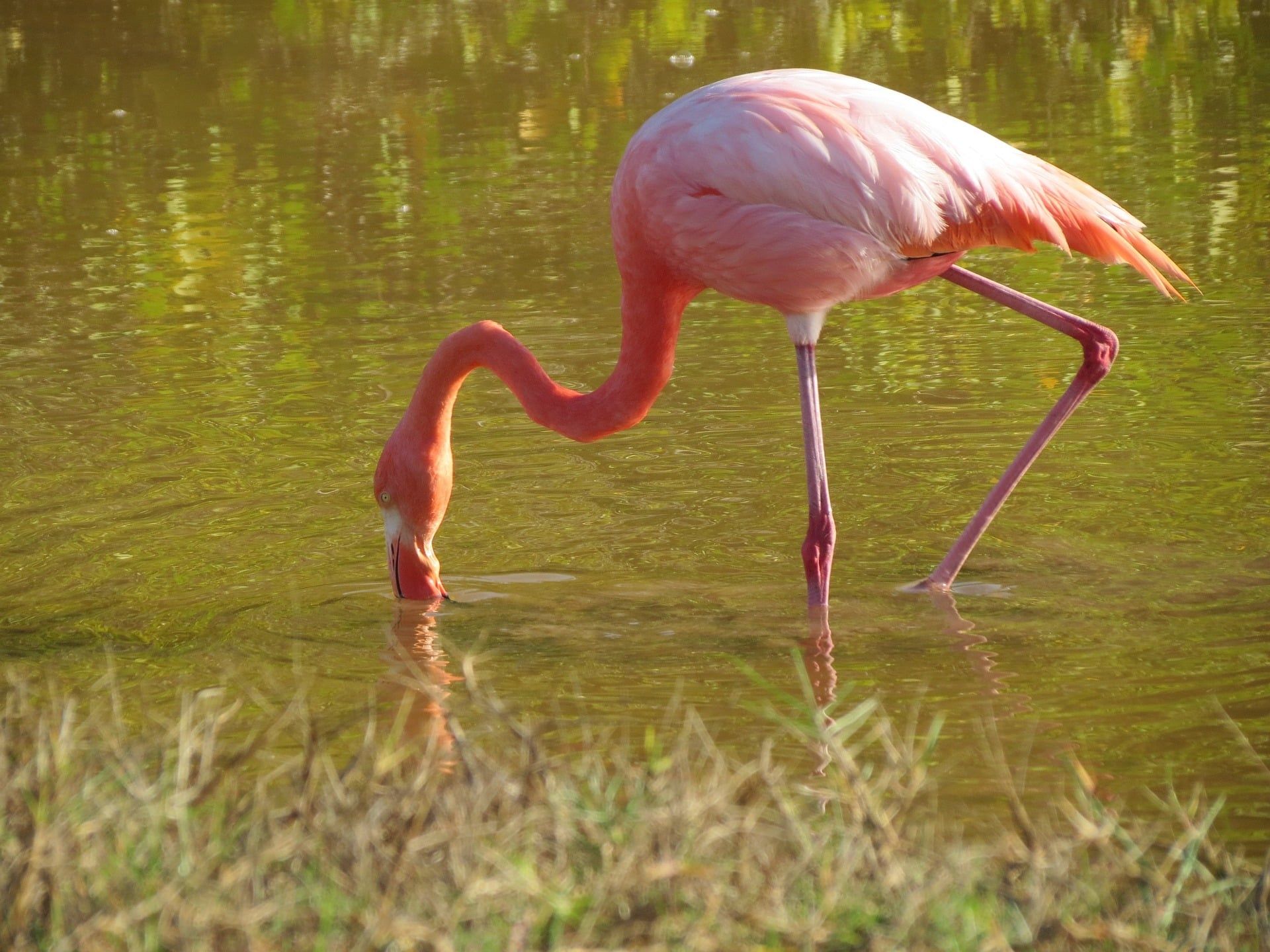 flamingo Galapagos