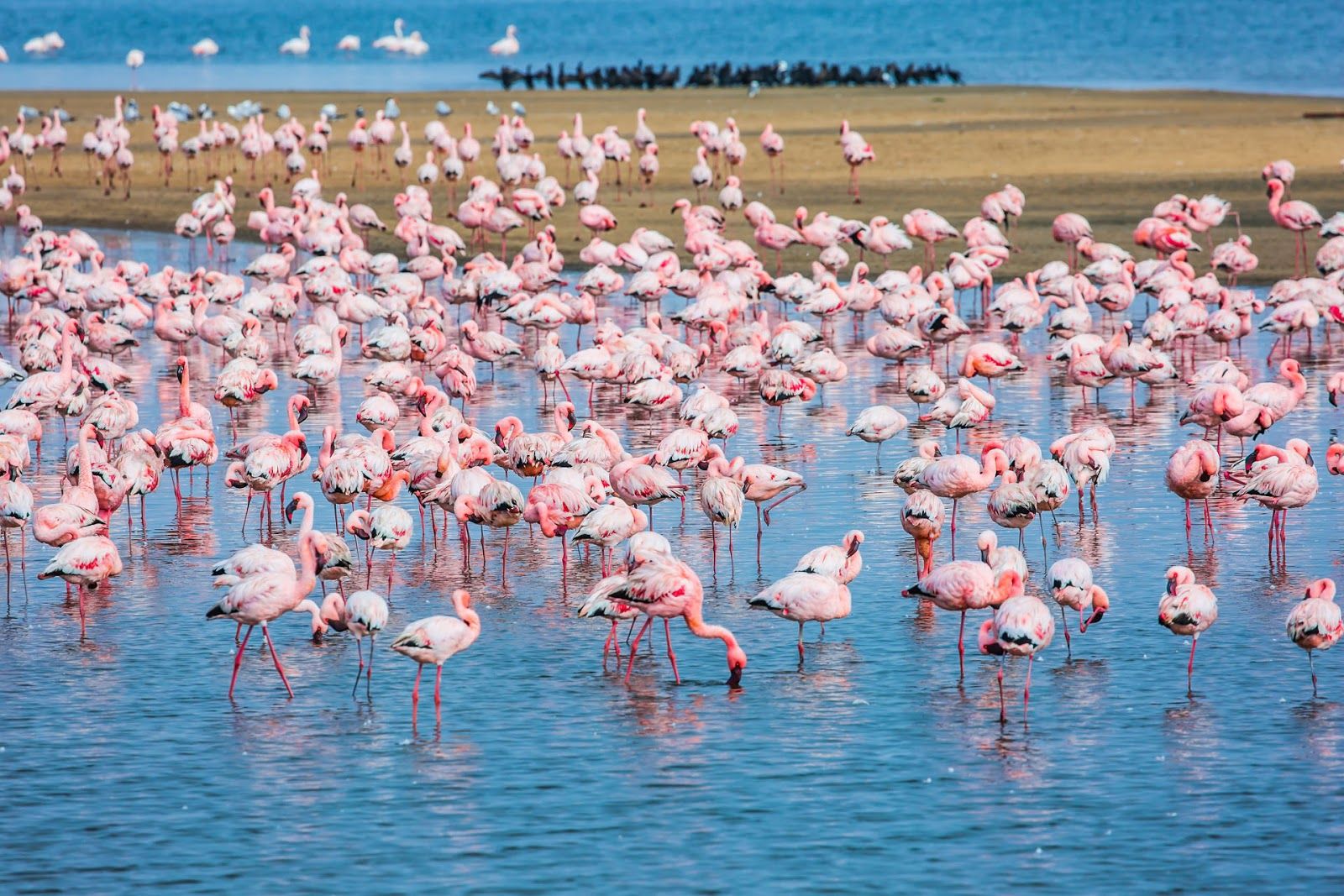 Walvis Bay Lagoon Flamingos© kavram/Shutterstock 