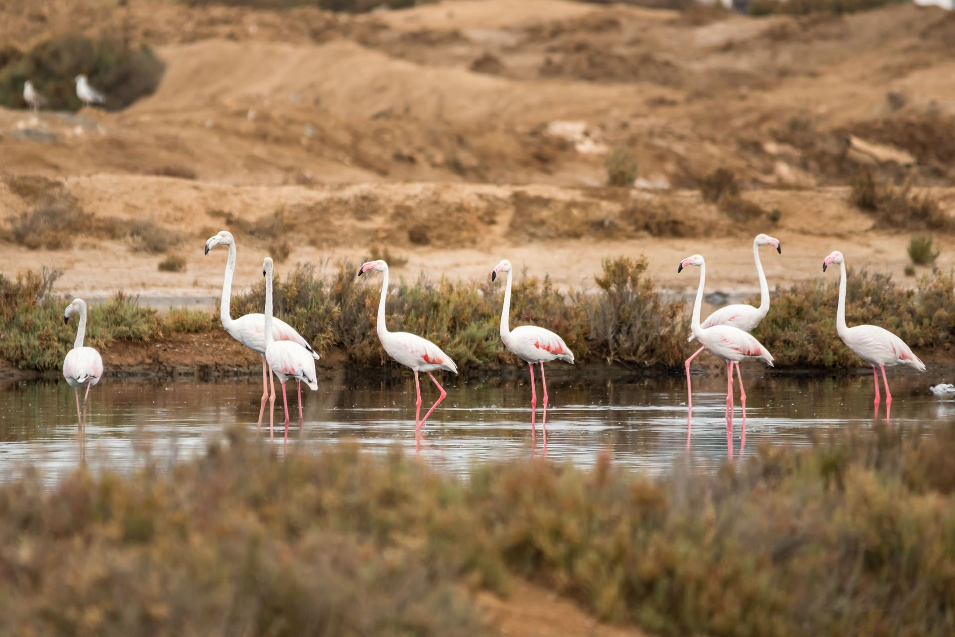 A group of flamingos in Ria Formosa © Taniaaraujo/Shutterstock