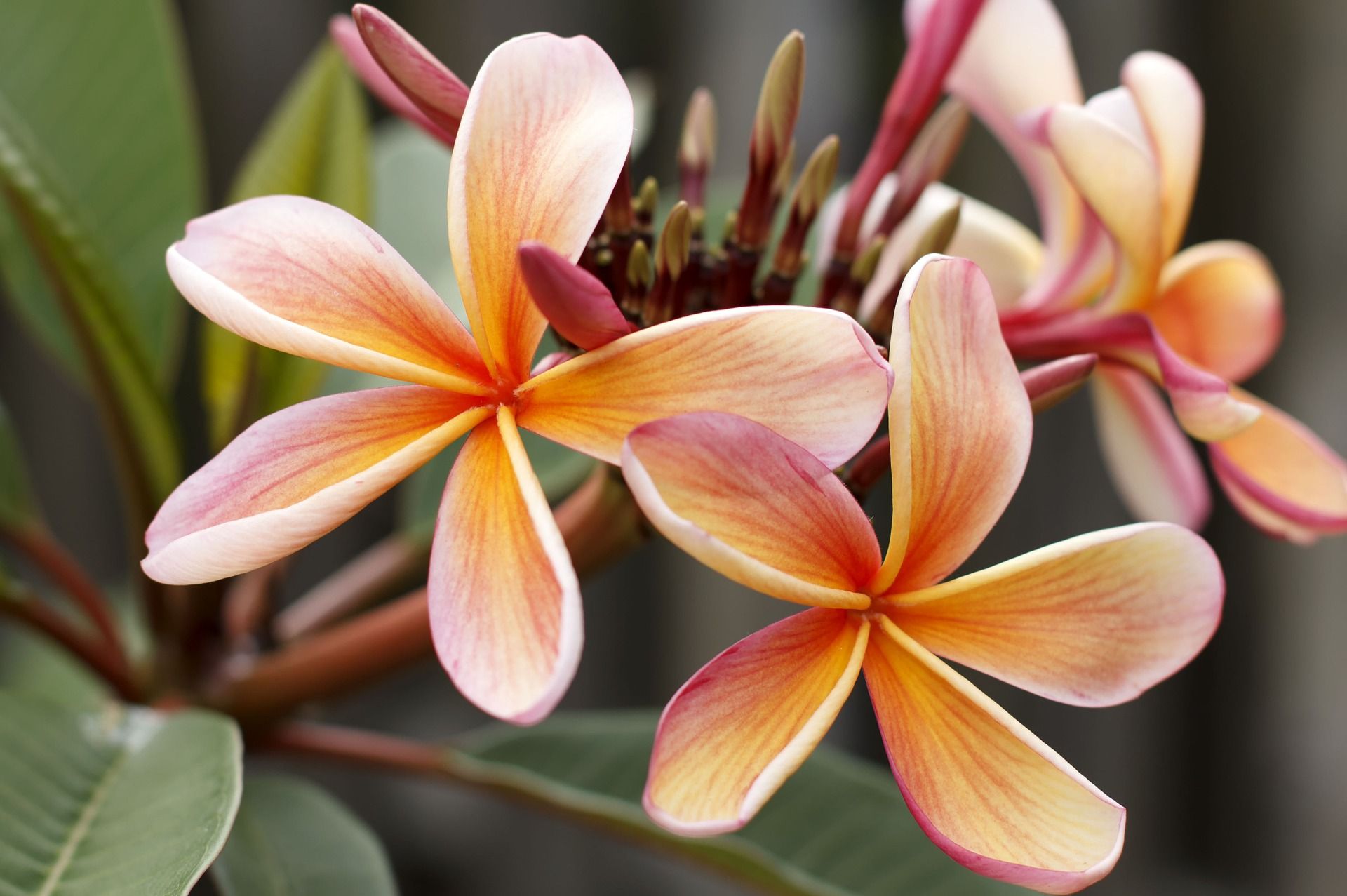 Balinese Frangipani