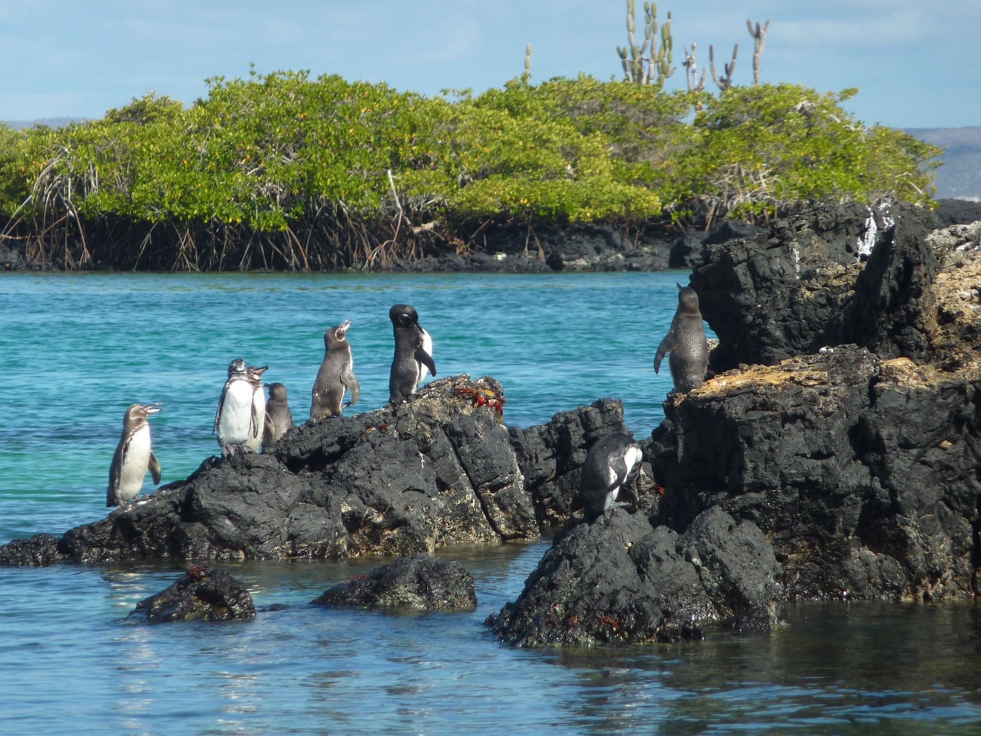 Penguins Galapagos