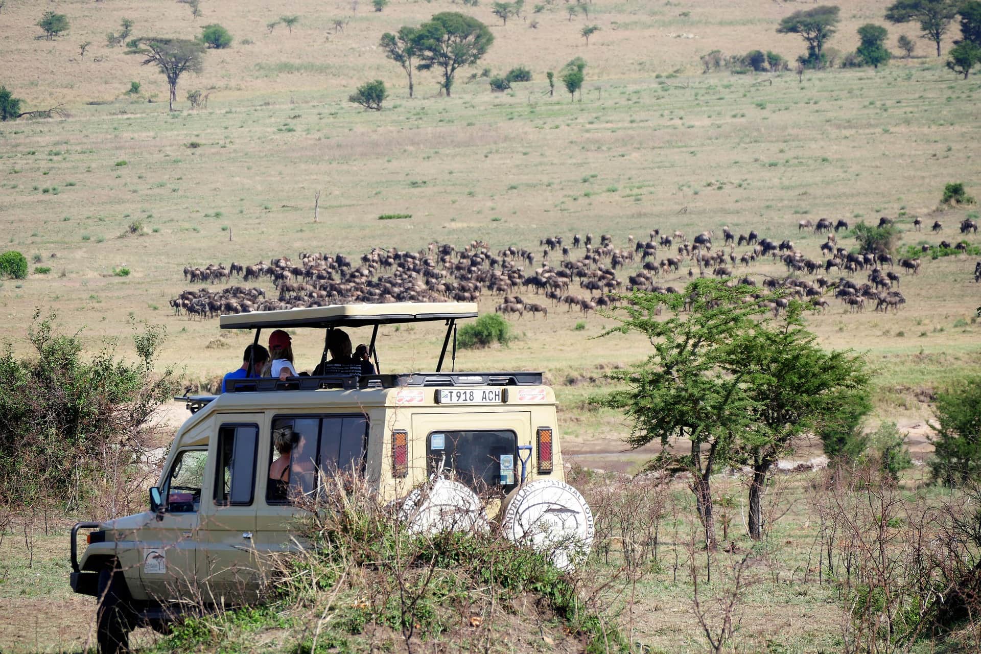 game drive