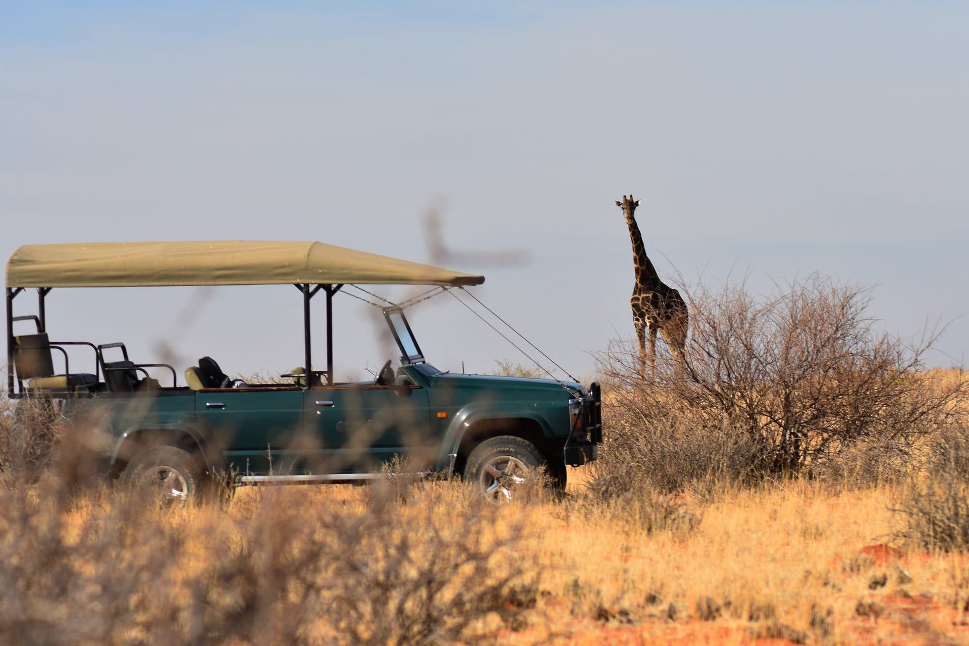 safari