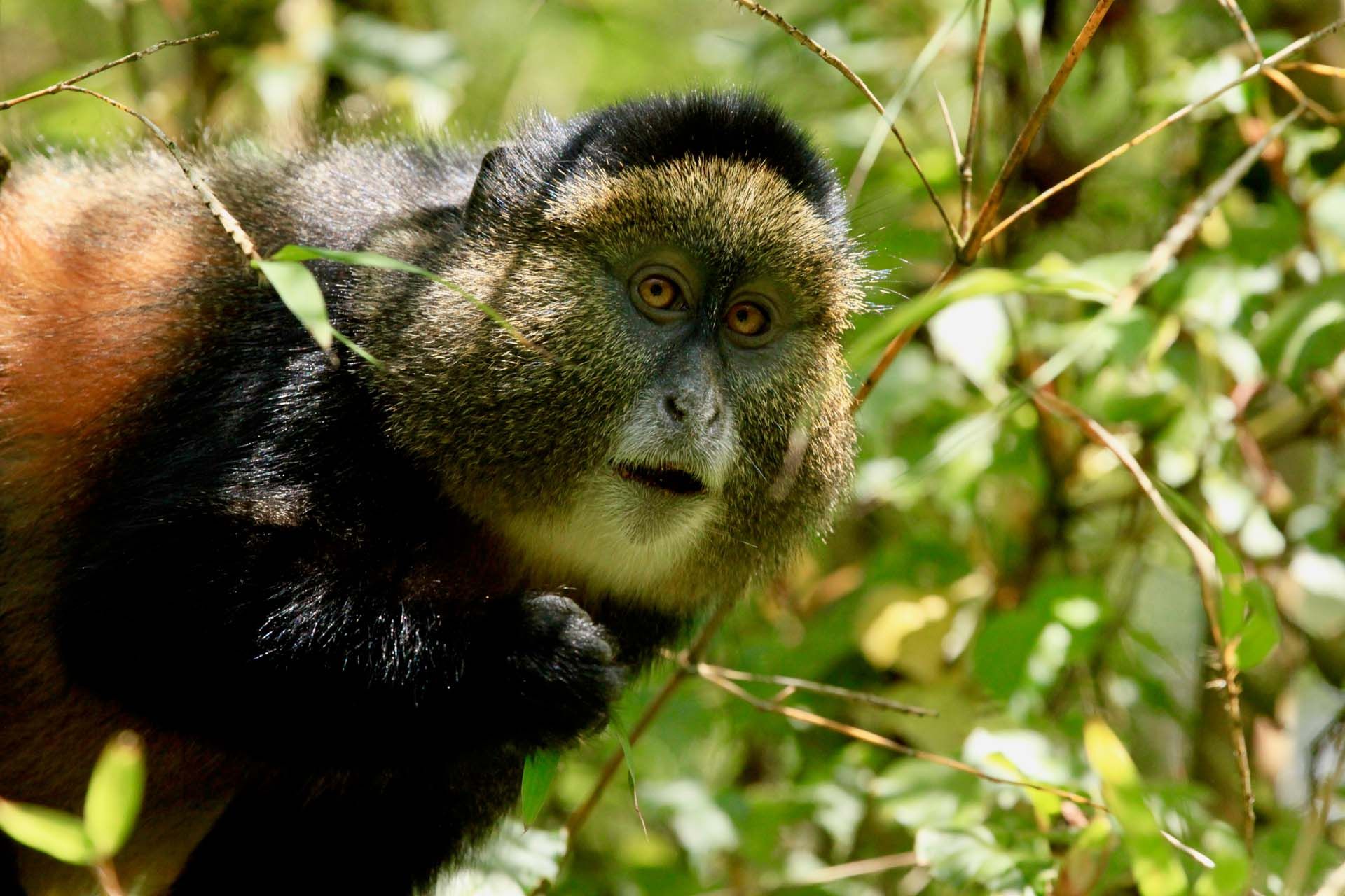 golden-monkey-uganda-shutterstock_1020744733