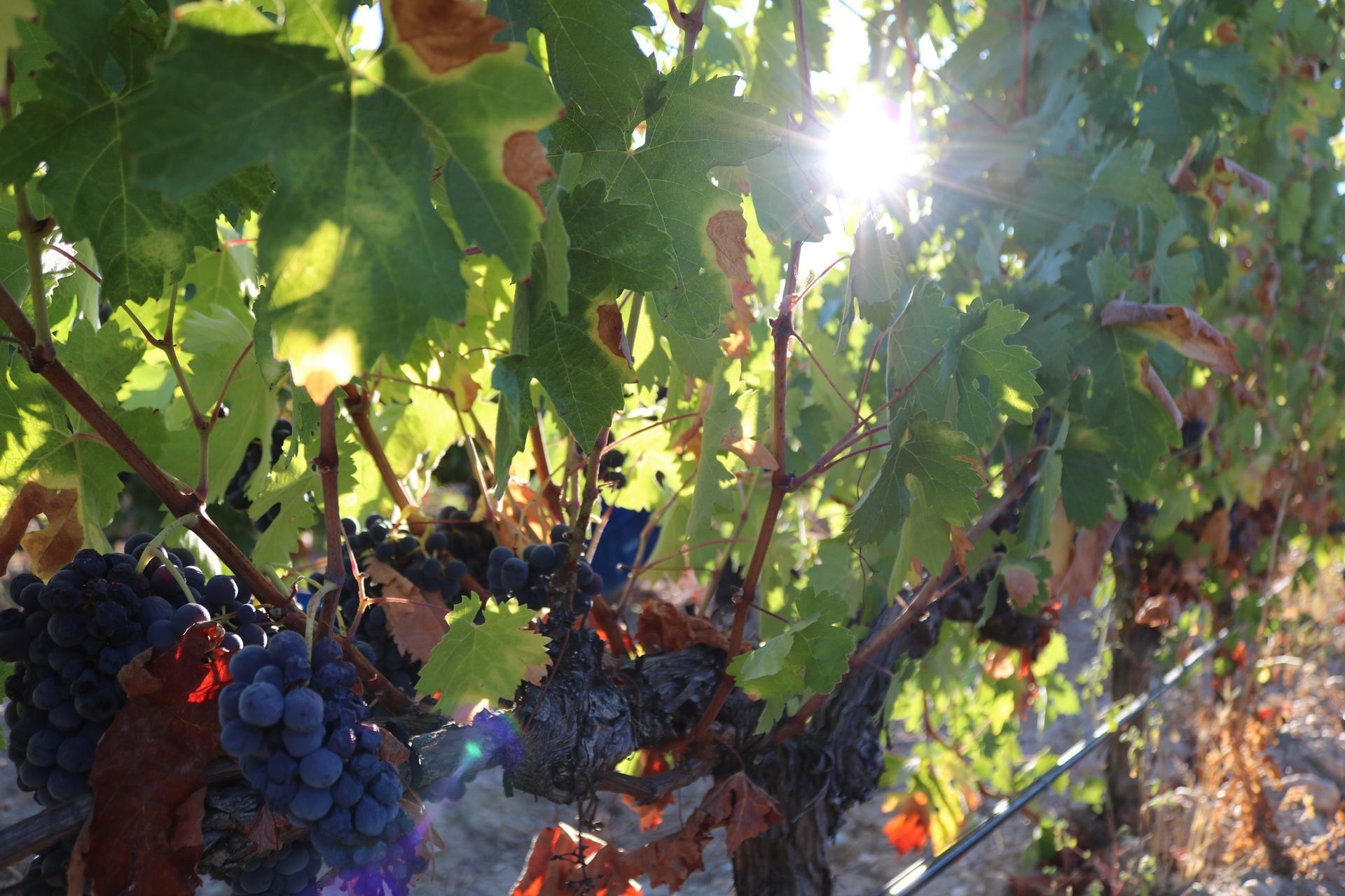 Ribera del Duero