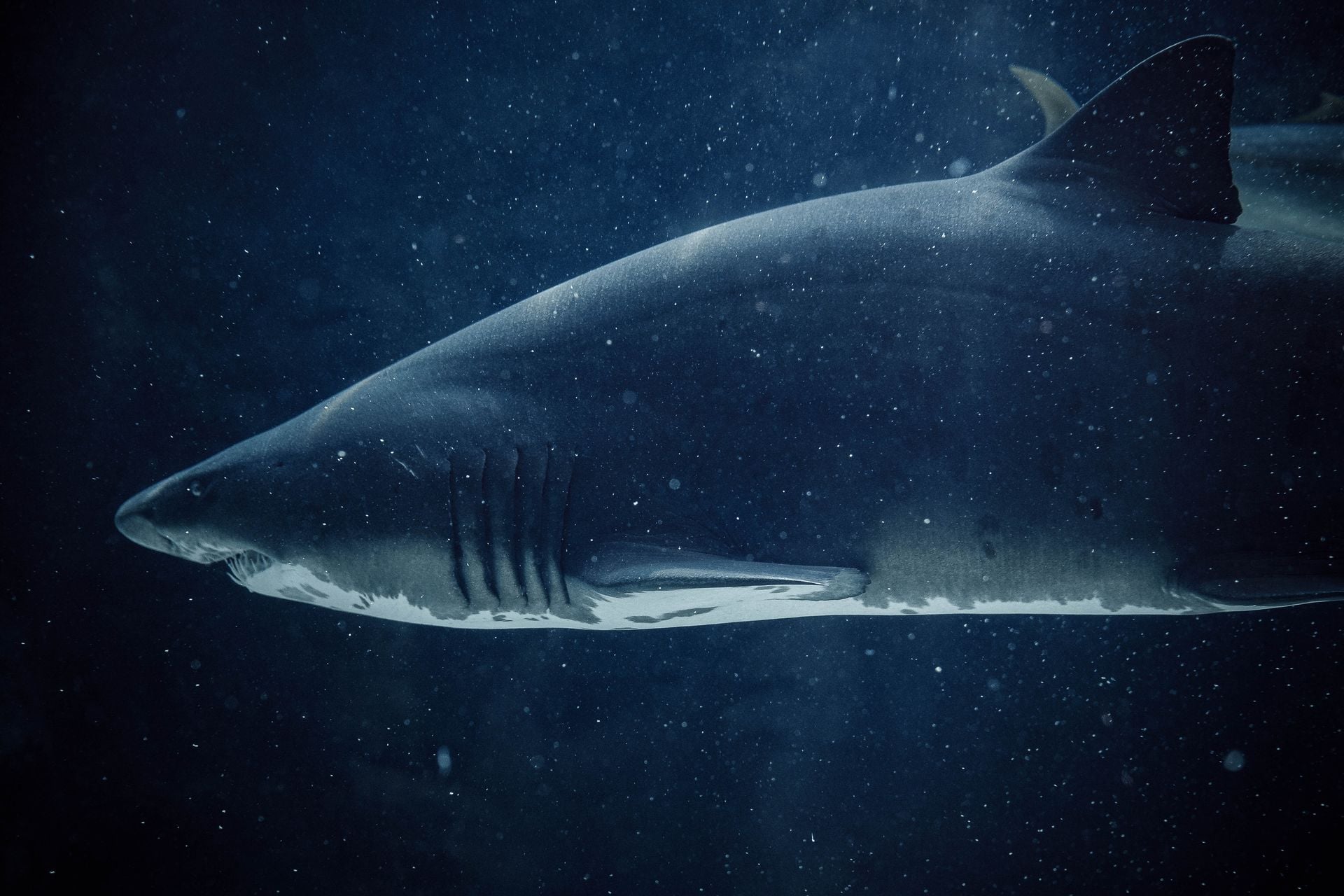 Shark in Cape Town