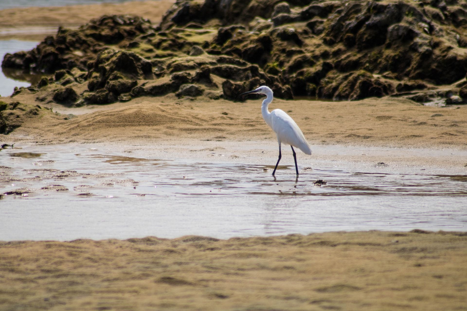Heron