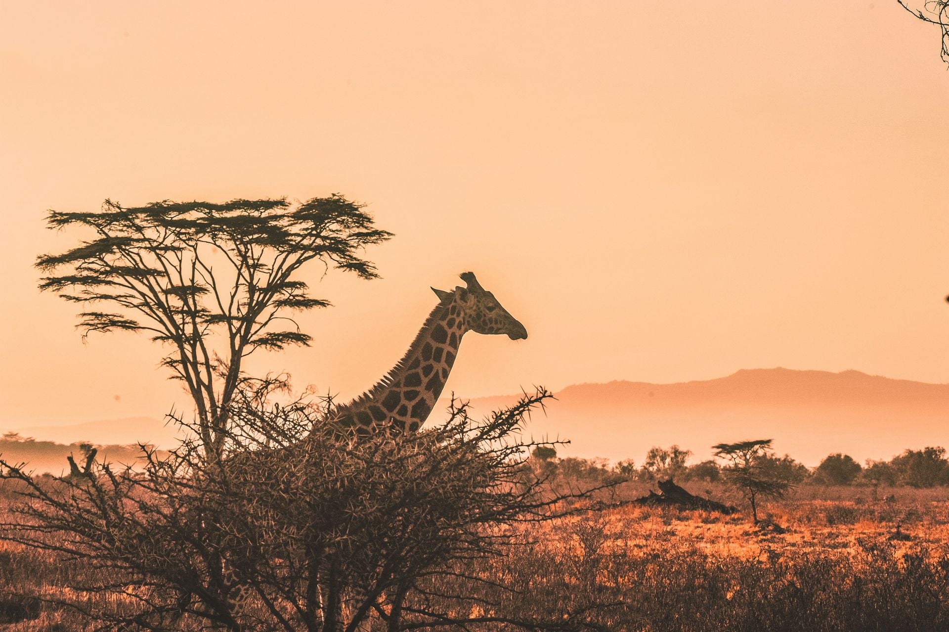 Continue enjoying the safari experience at Arathusa Safari Lodge
