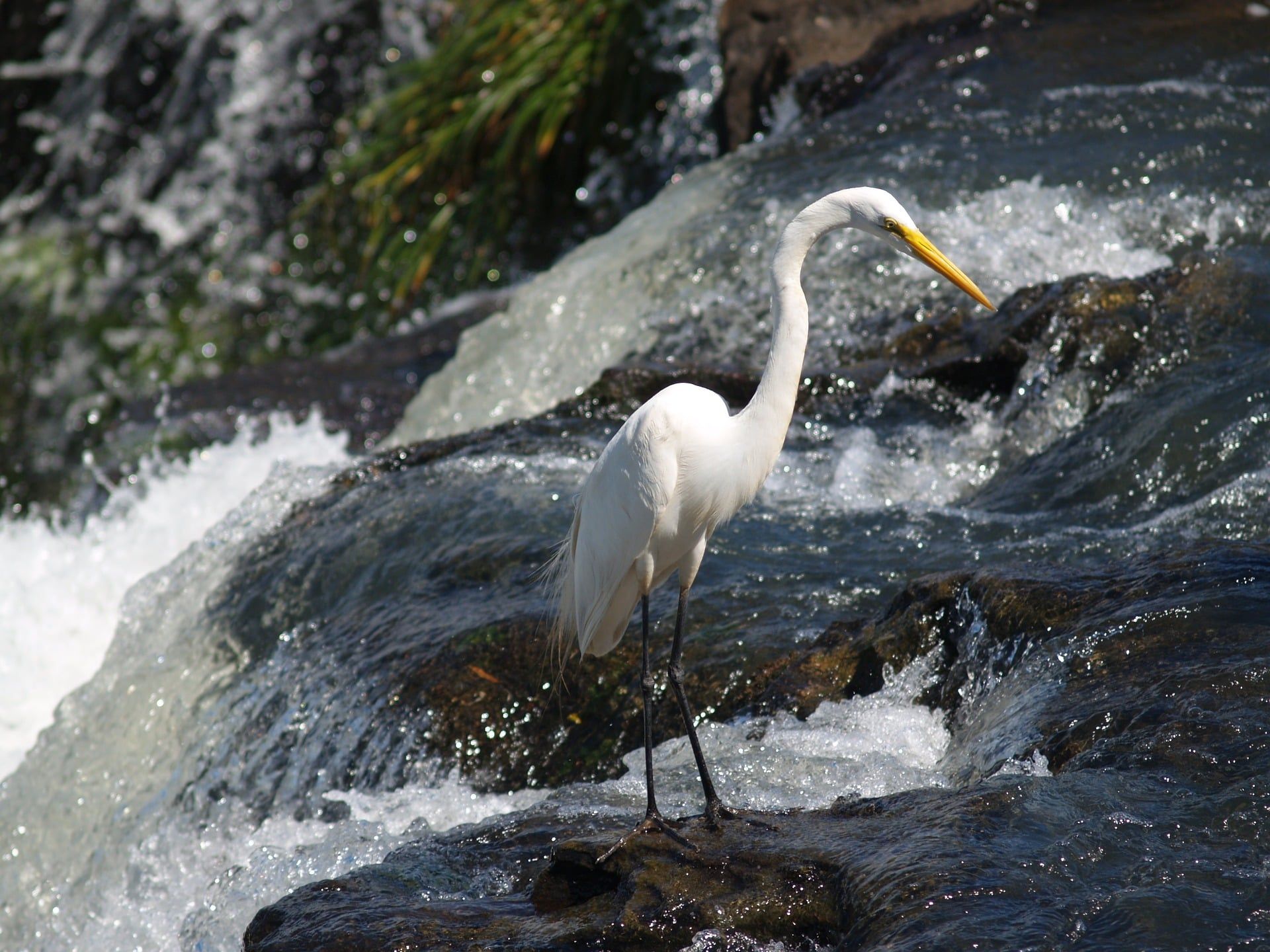 Heron bird Iguazu