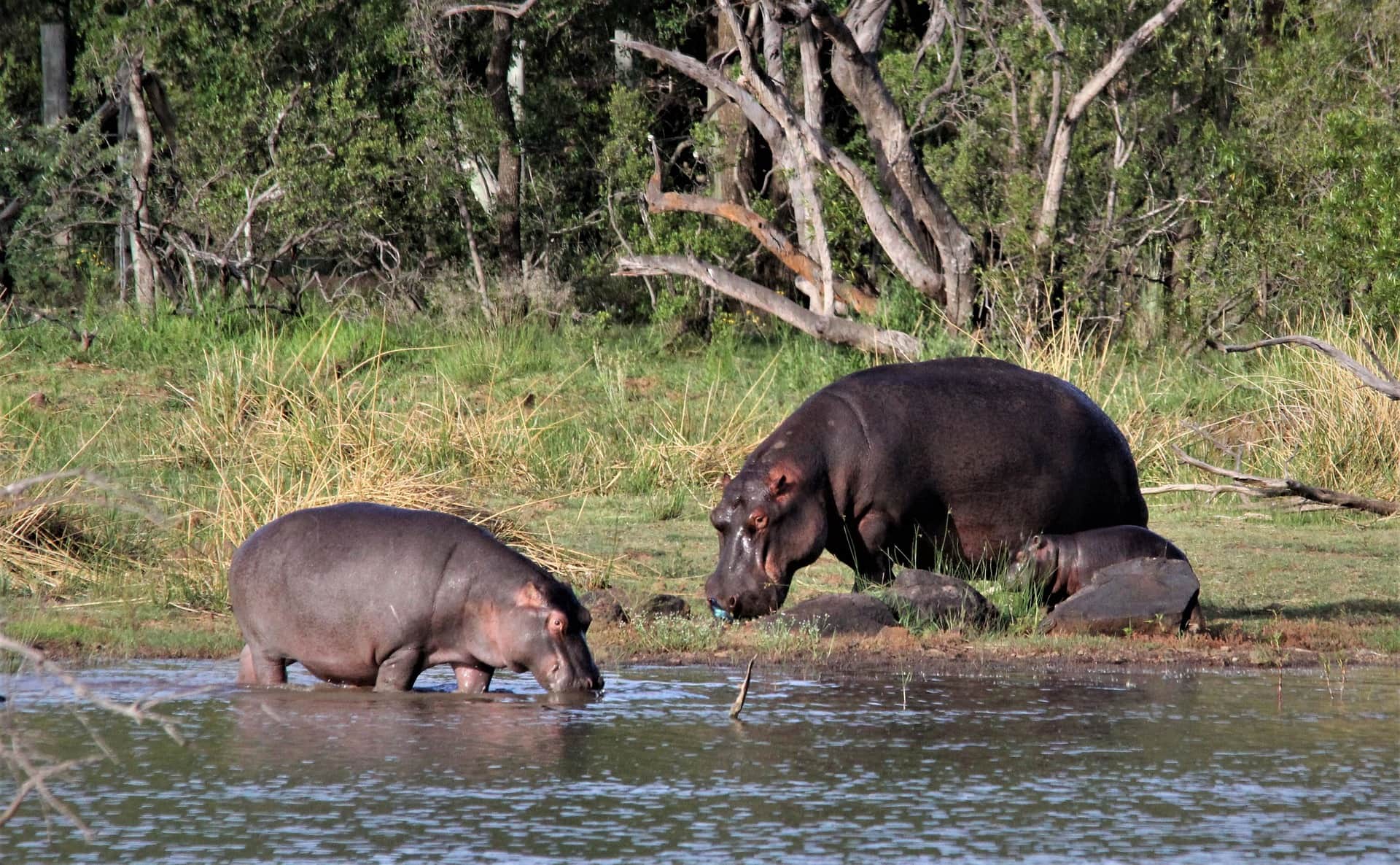 Hippos