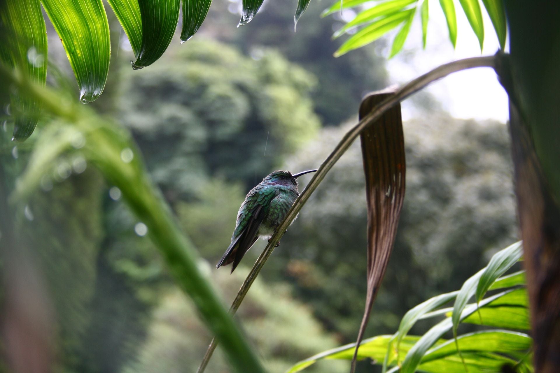 Bird
