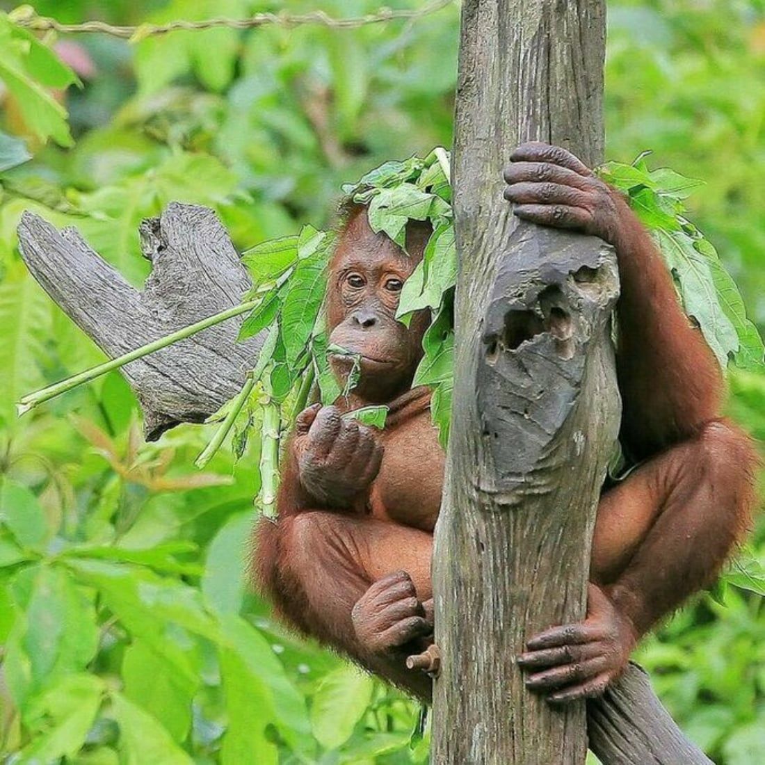 Orangutan
