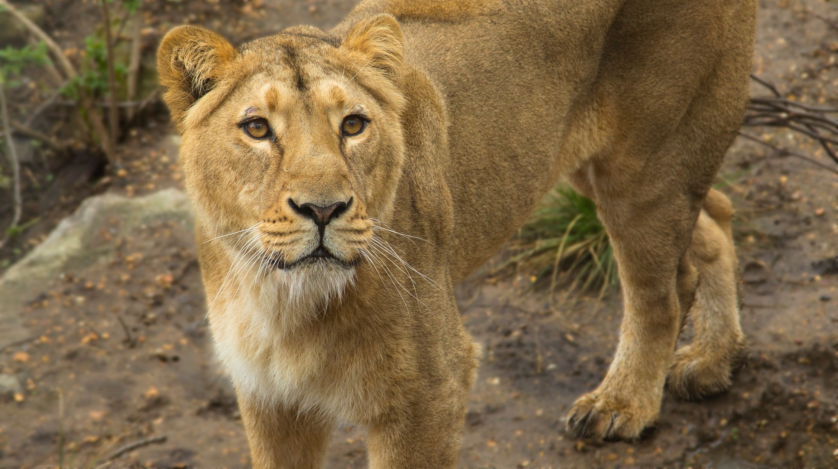 Asiatic Lioness at London Zoo – sleeping with lions
