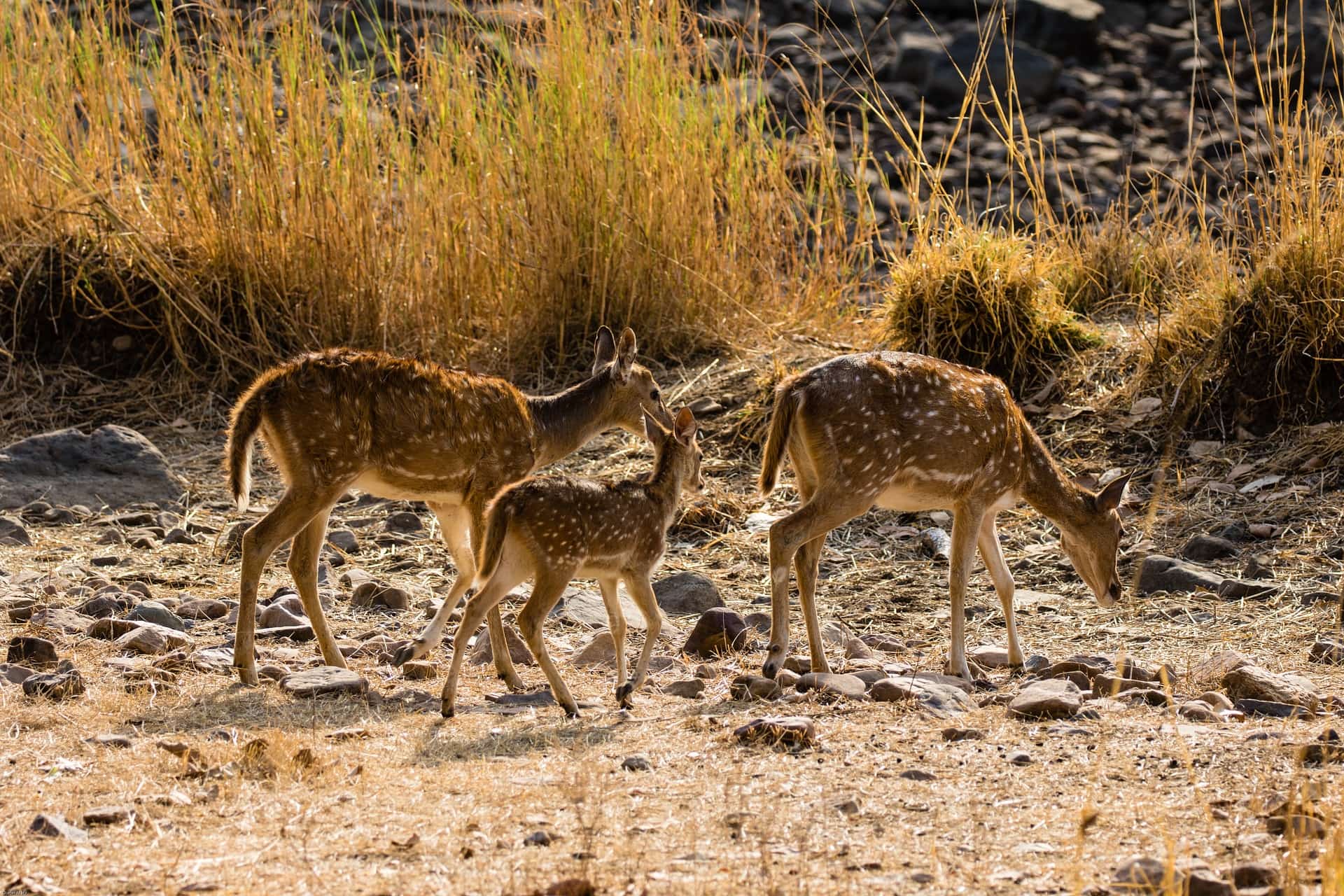 Ranthambhore