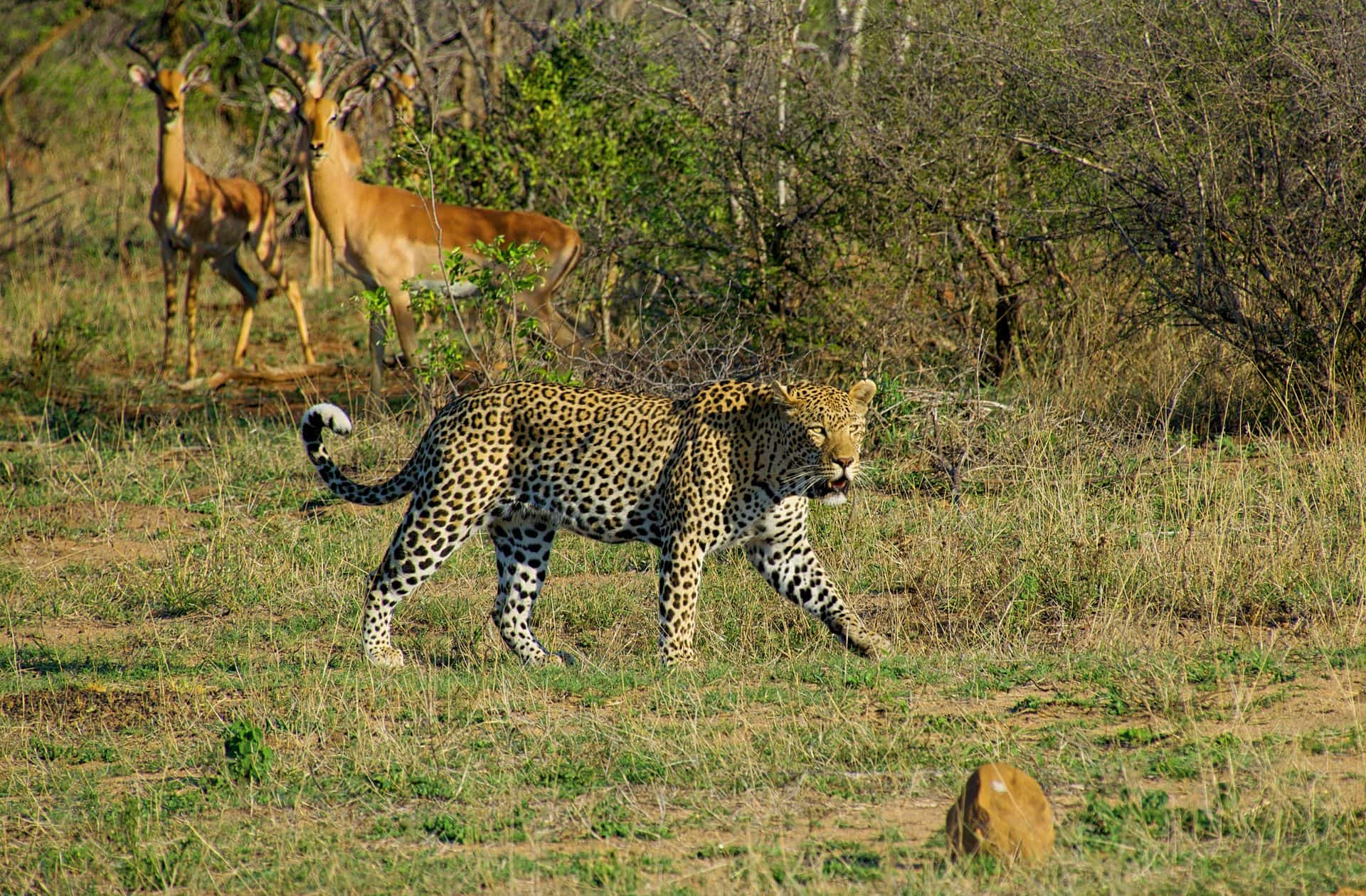 Scenic Safari Journey to Your Lodge