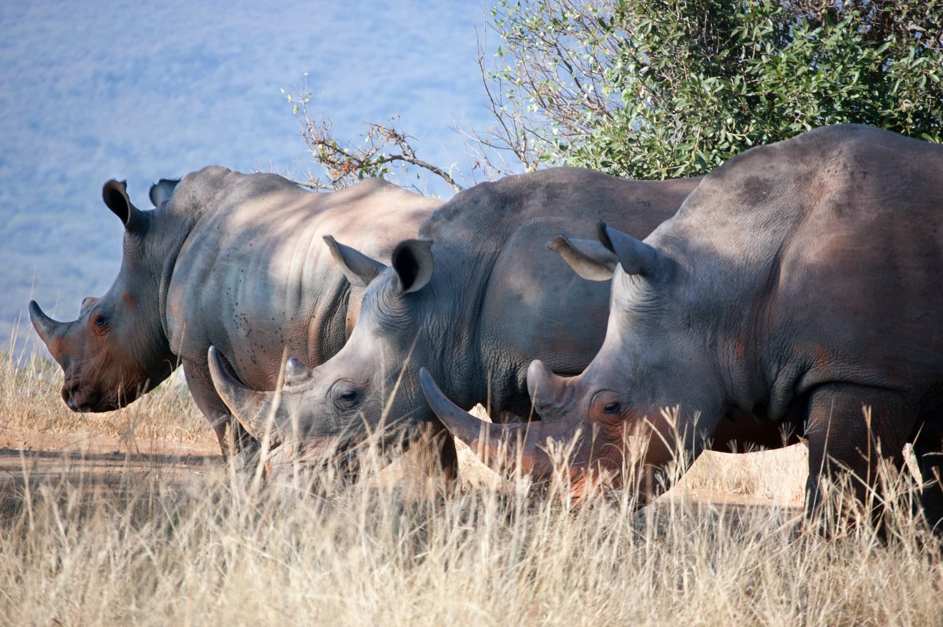 Rhinoceros, South Africa