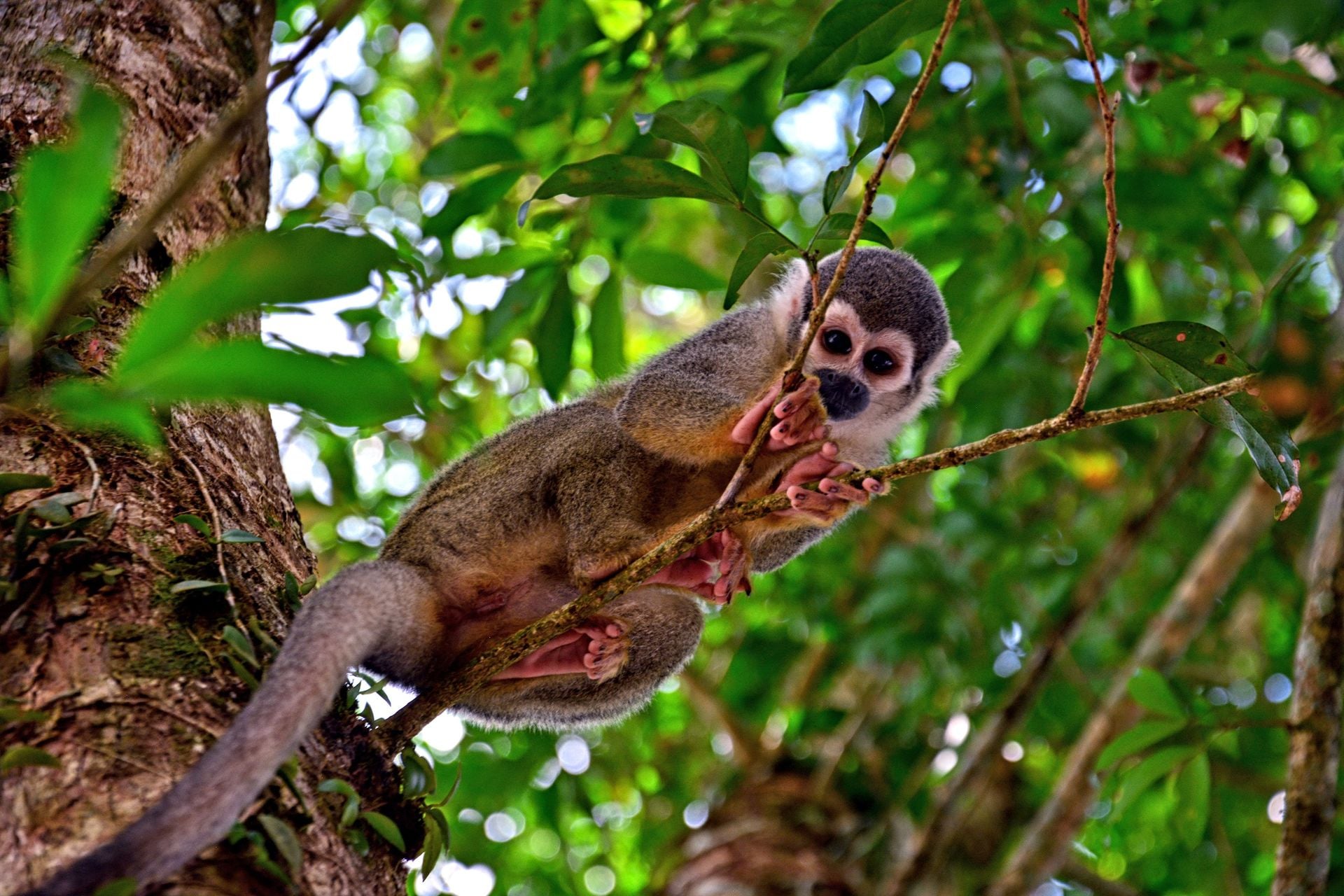 Monkey Ecuador