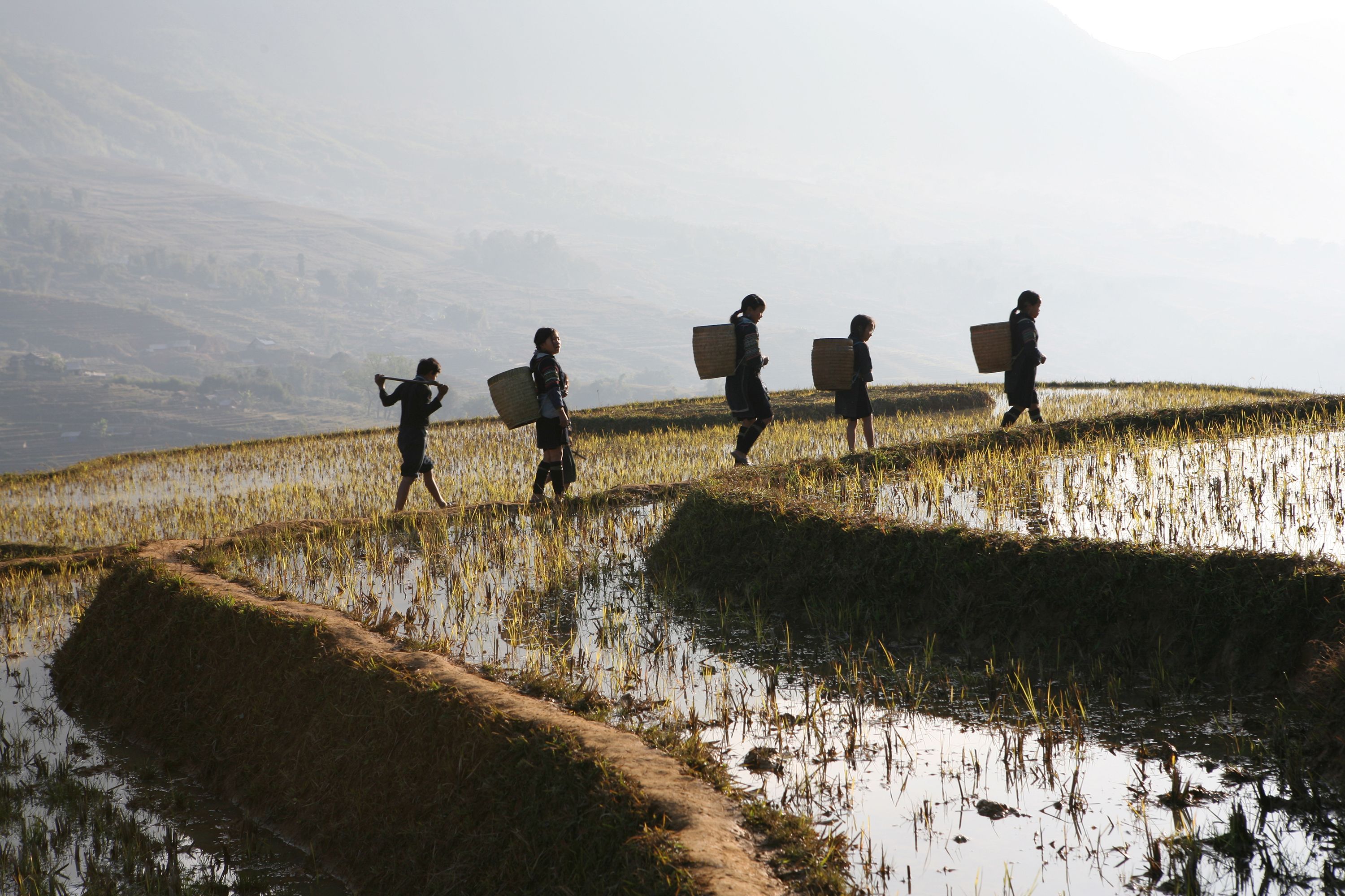 landscape around sapa, northwest vietnam.