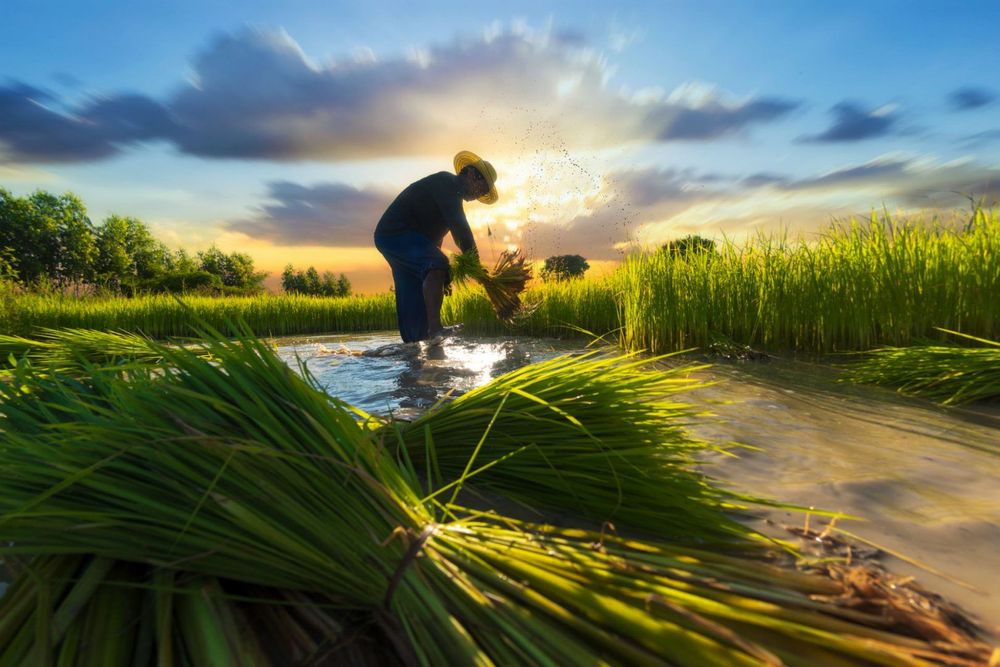 12 best rice fields of Vietnam | Rough Guides