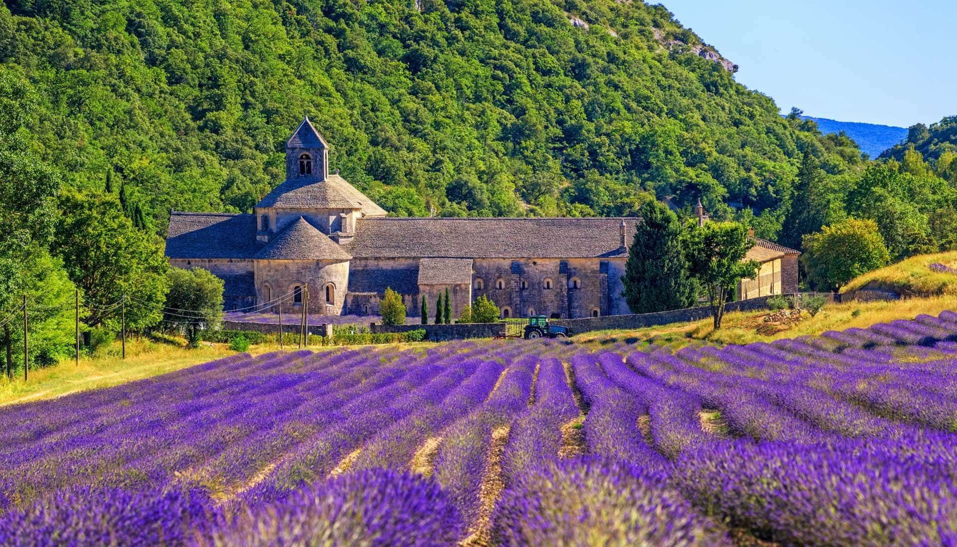 Lavender Provence