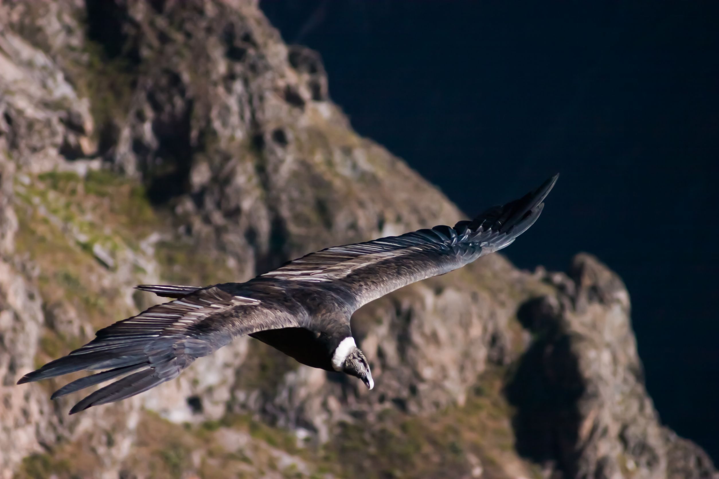 Condor in the colca canyon in Peru near Arequipa