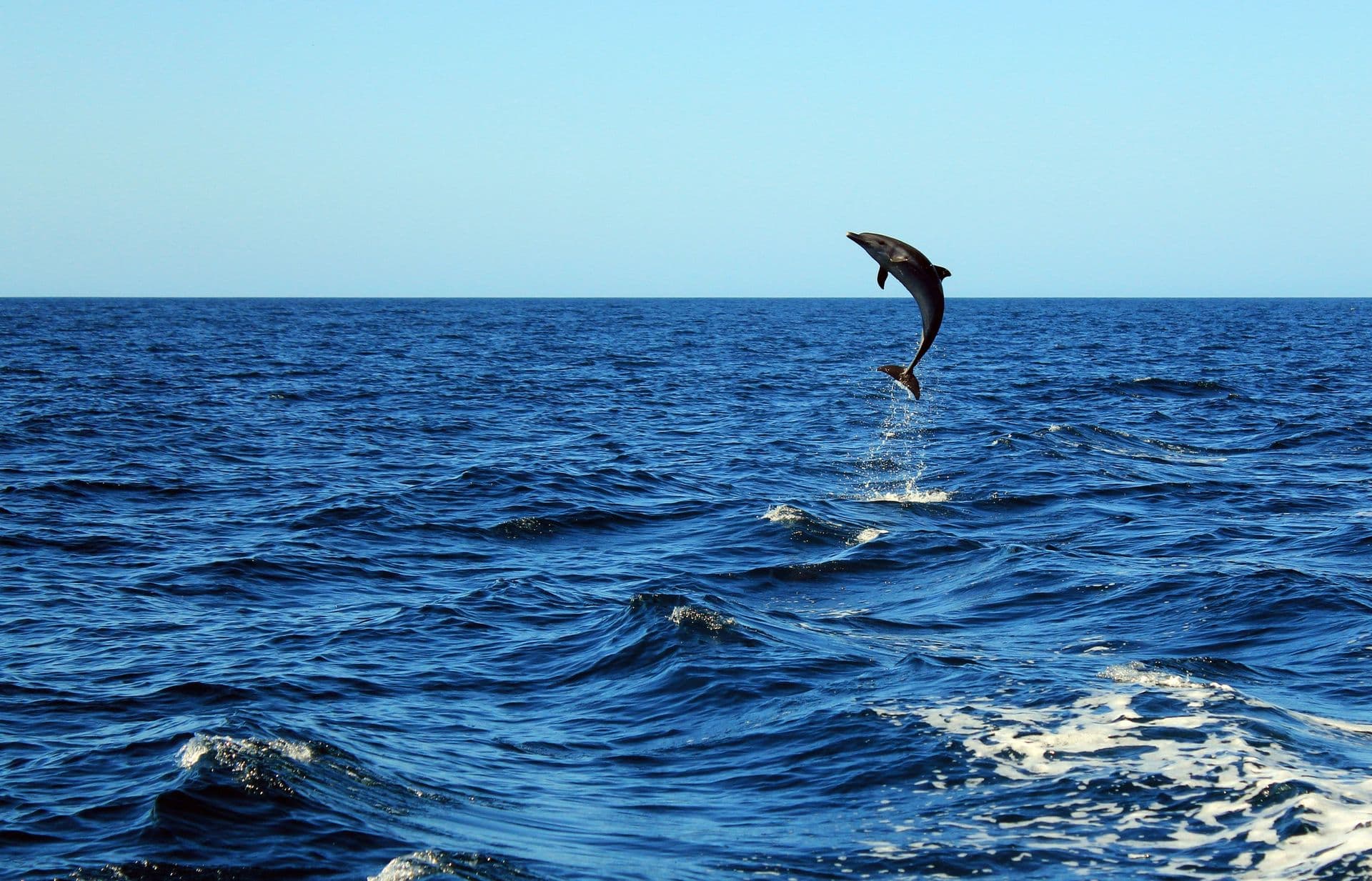 Common Bottlenose Dolphin Tursiops Truncatus Taking a Big Jump out of the Water, Catalina Islands, Costa Rica