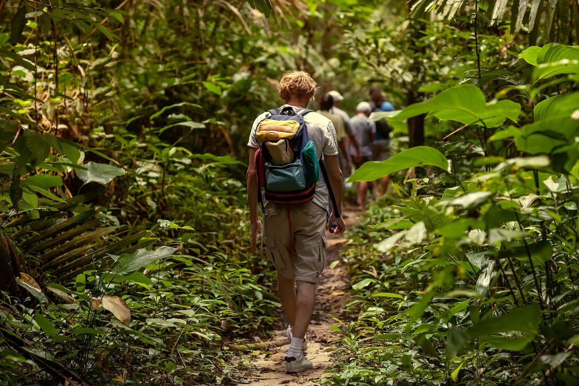 tourists walking in the jungle