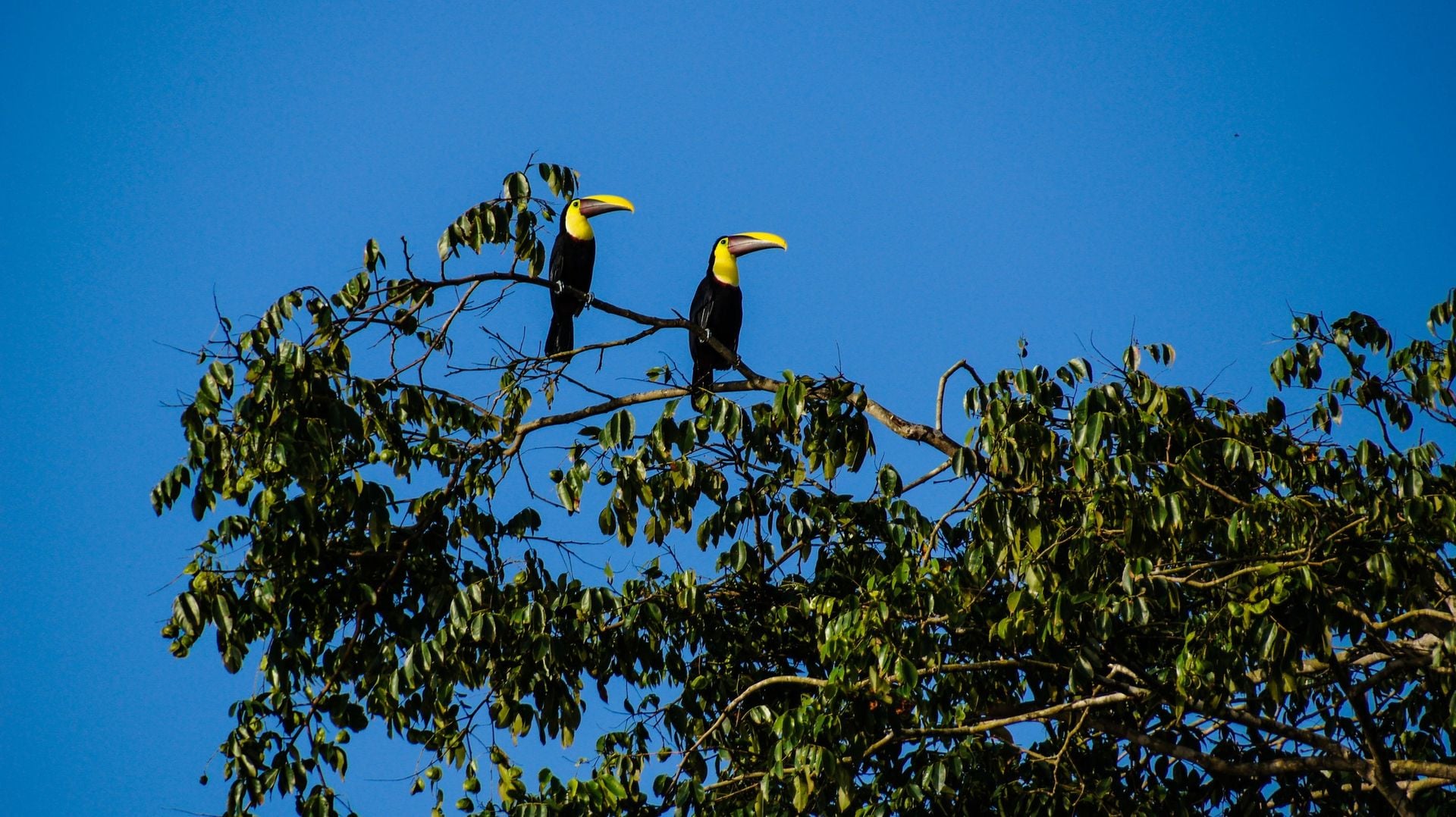 Couple toucans perched on a branch.