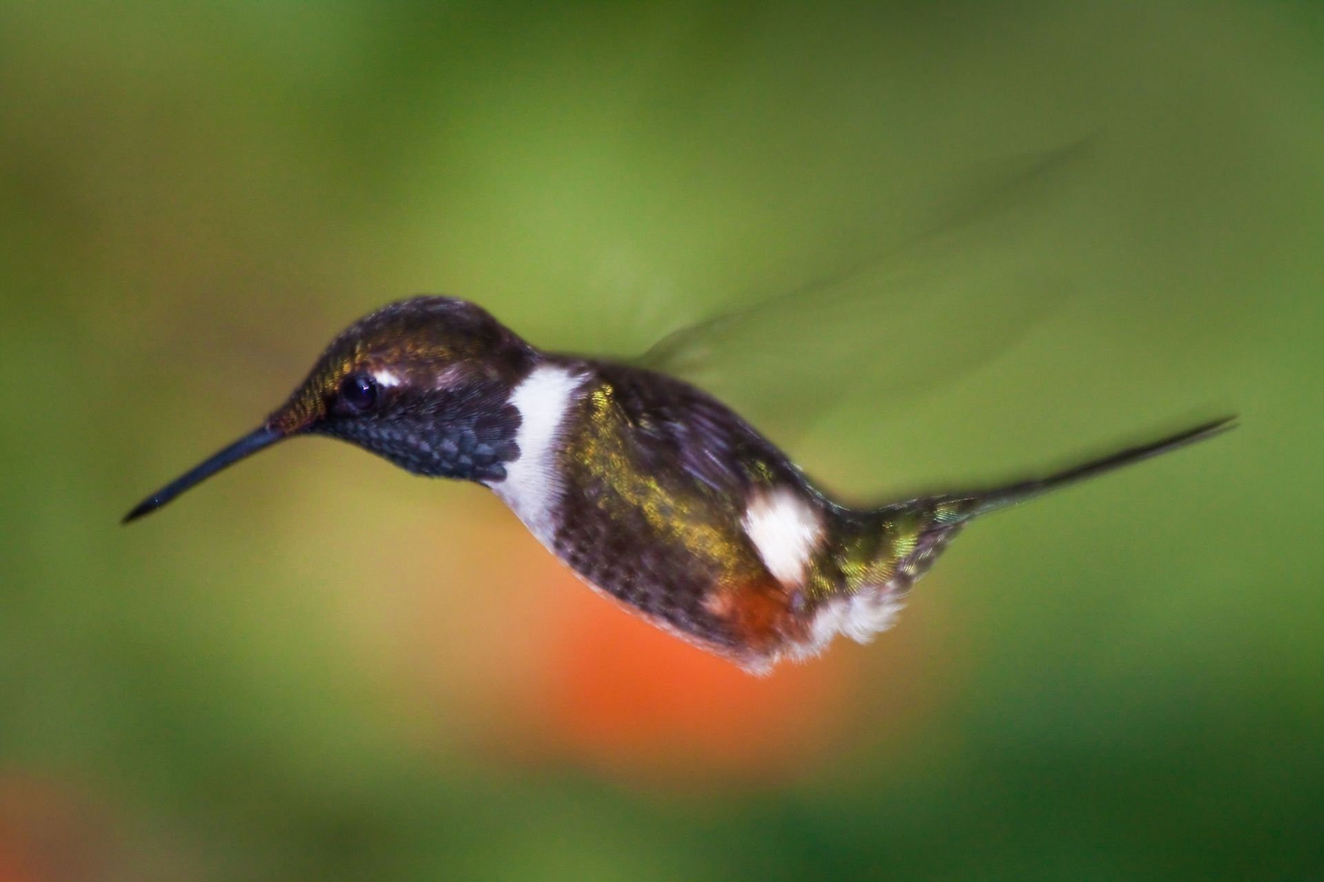 Hummingbird portrait in amazon rainforest, Ecuador