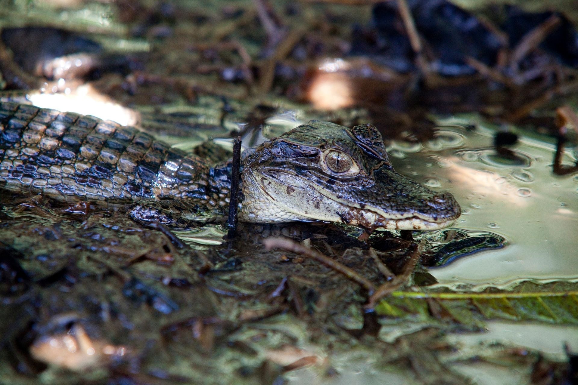 Baby caiman, Tortuguero national park, Costa Rica