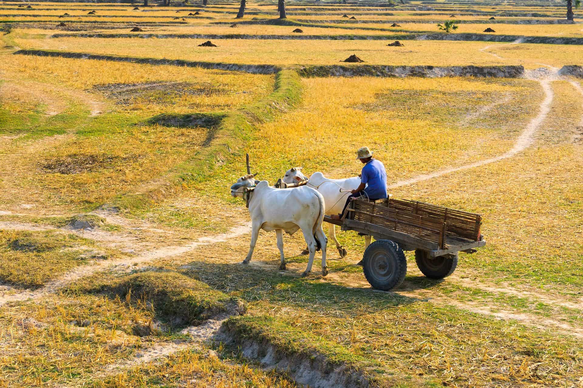 Young farmer on wagon car, through harvested field