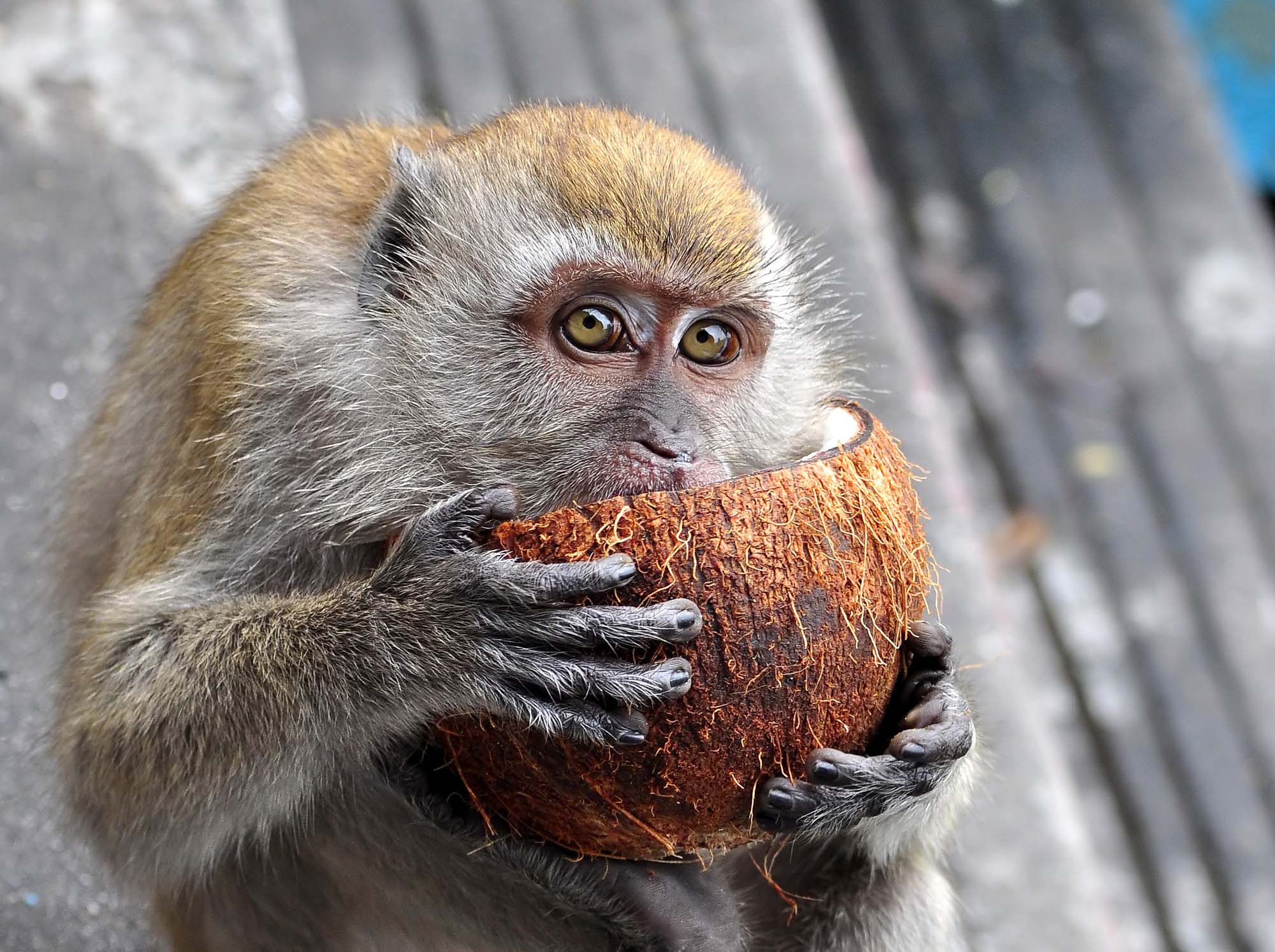 Monkey Having a Coconut as Dessert