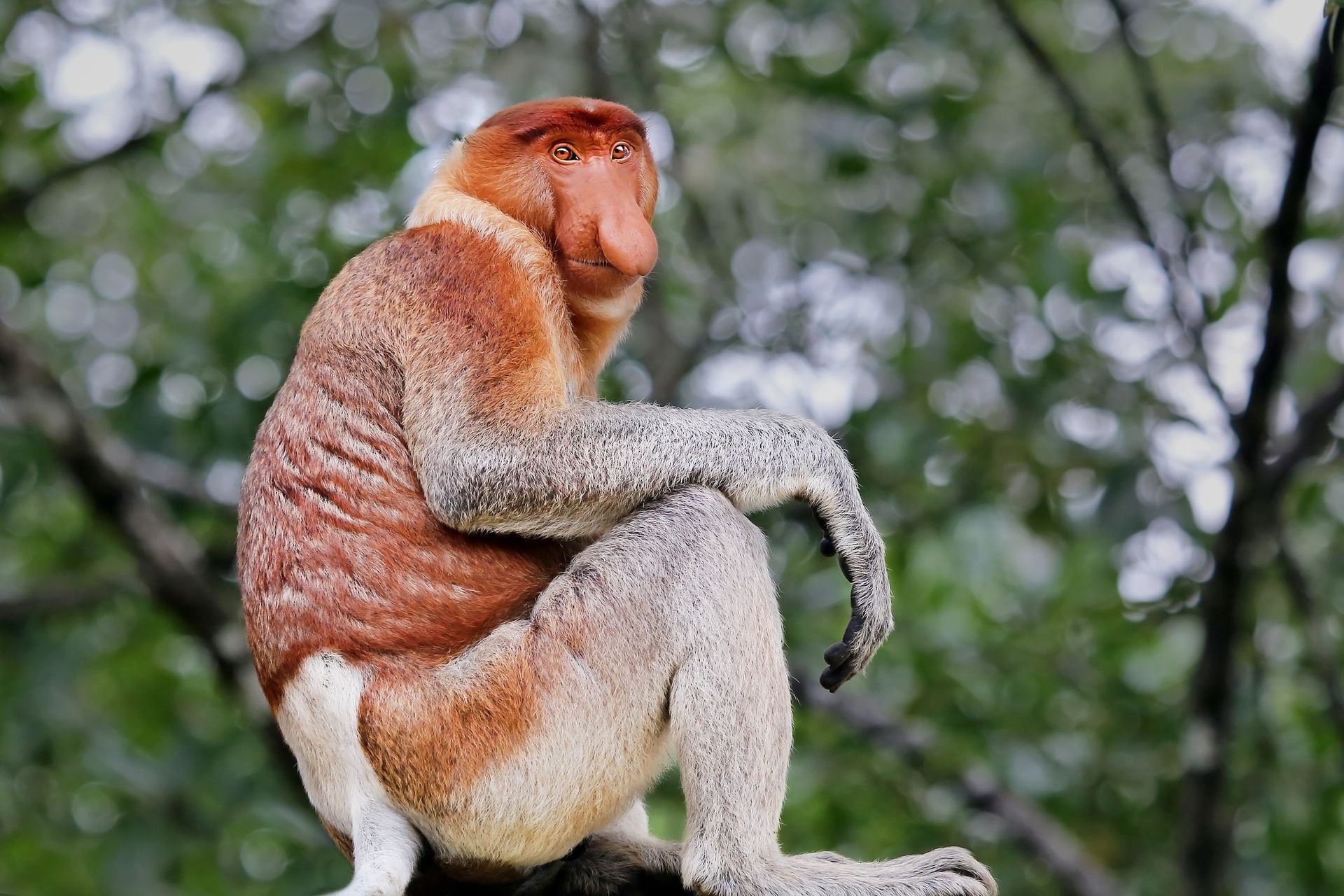A highly Endangered Proboscis Monkey (Nasalis larvatus) sitting in a tree & staring towards camera in the wild jungles of Borneo. This is a big fat mature male with a huge nose & comical expression..