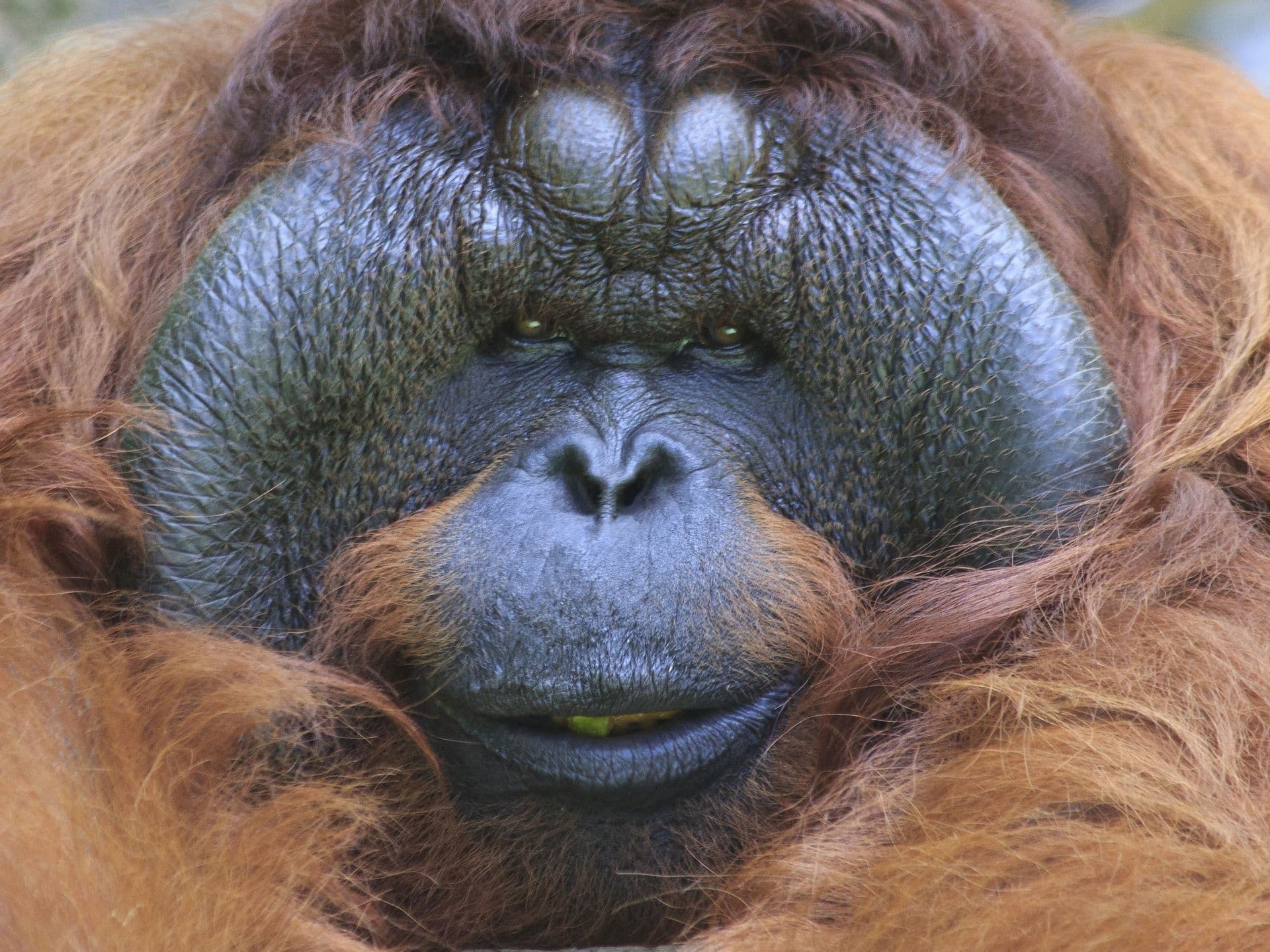 Big male Orangutan