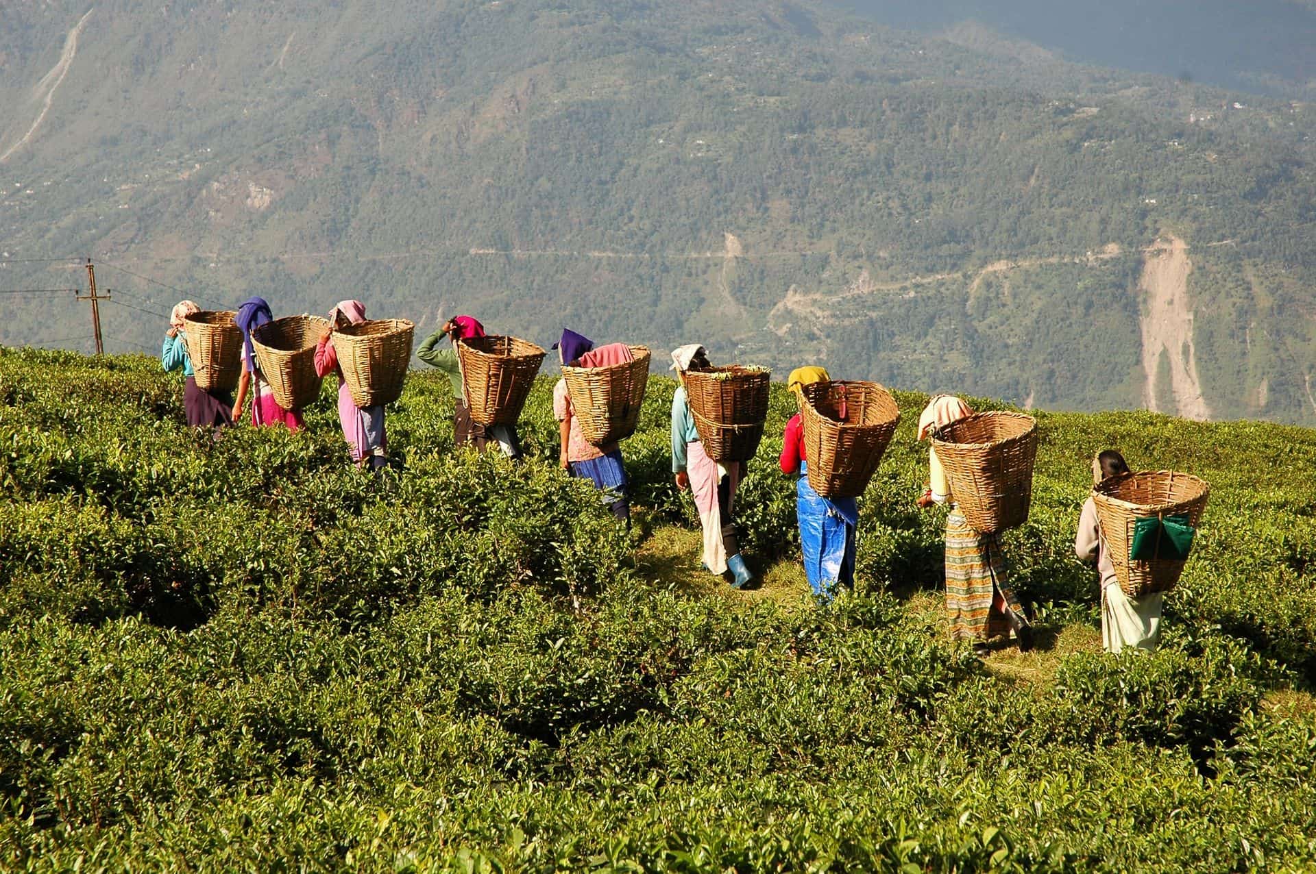 Woman and tea garden