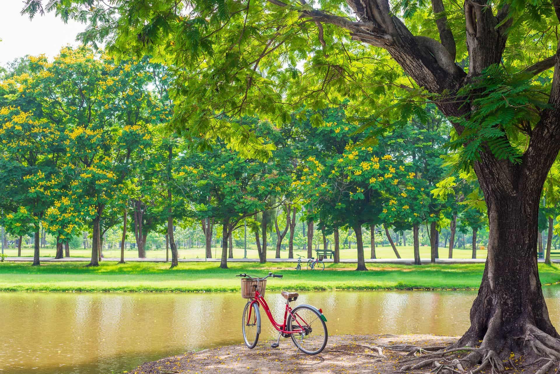 Red bicycle in park under Big tree