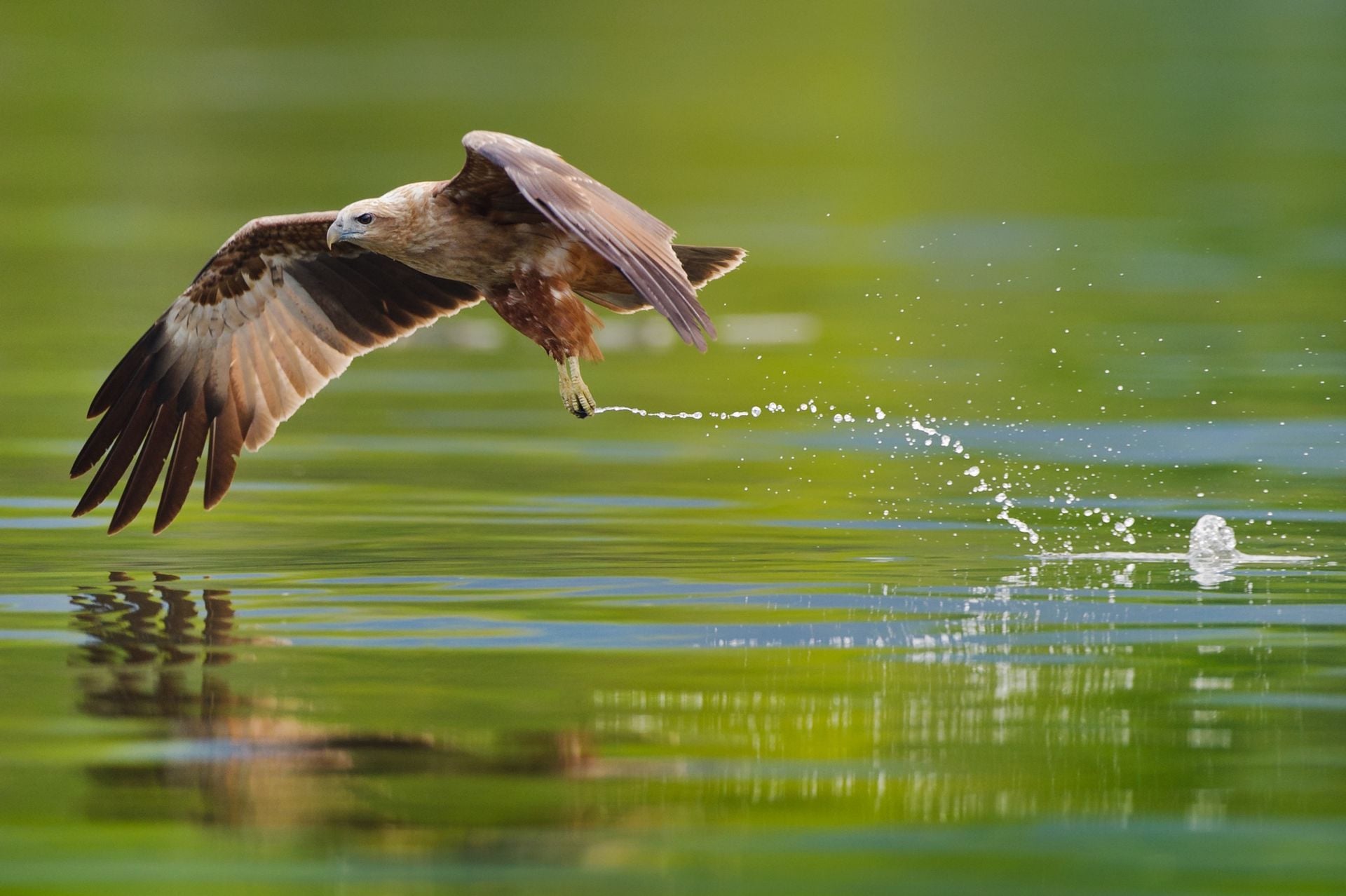 Immature brahminy kite hunting in the lake