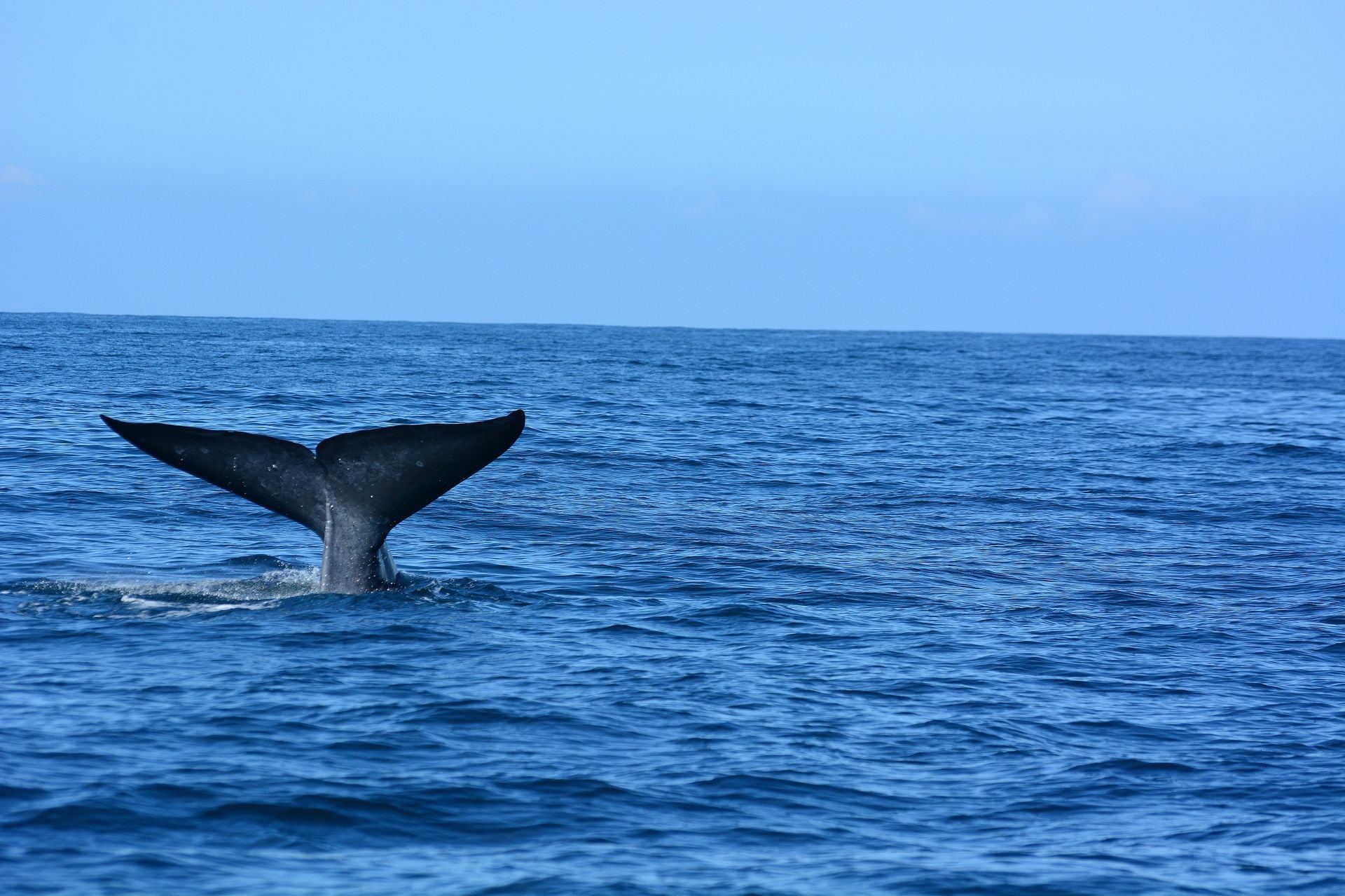 Big blue whales in deep ocean