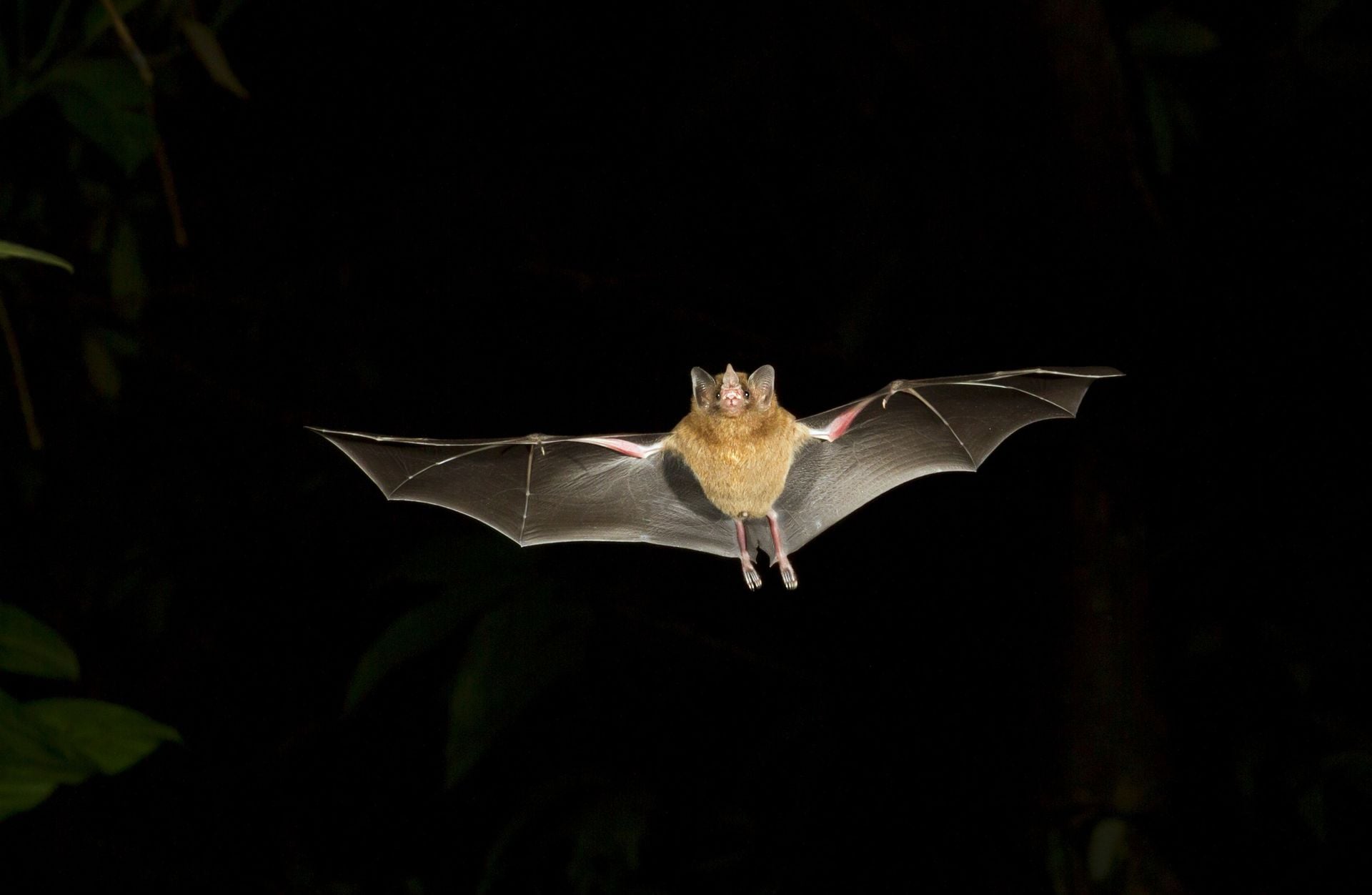 Pallas's long-tongued bat (Glossophaga soricina) flying at night. Tortuguero, Costa Rica.