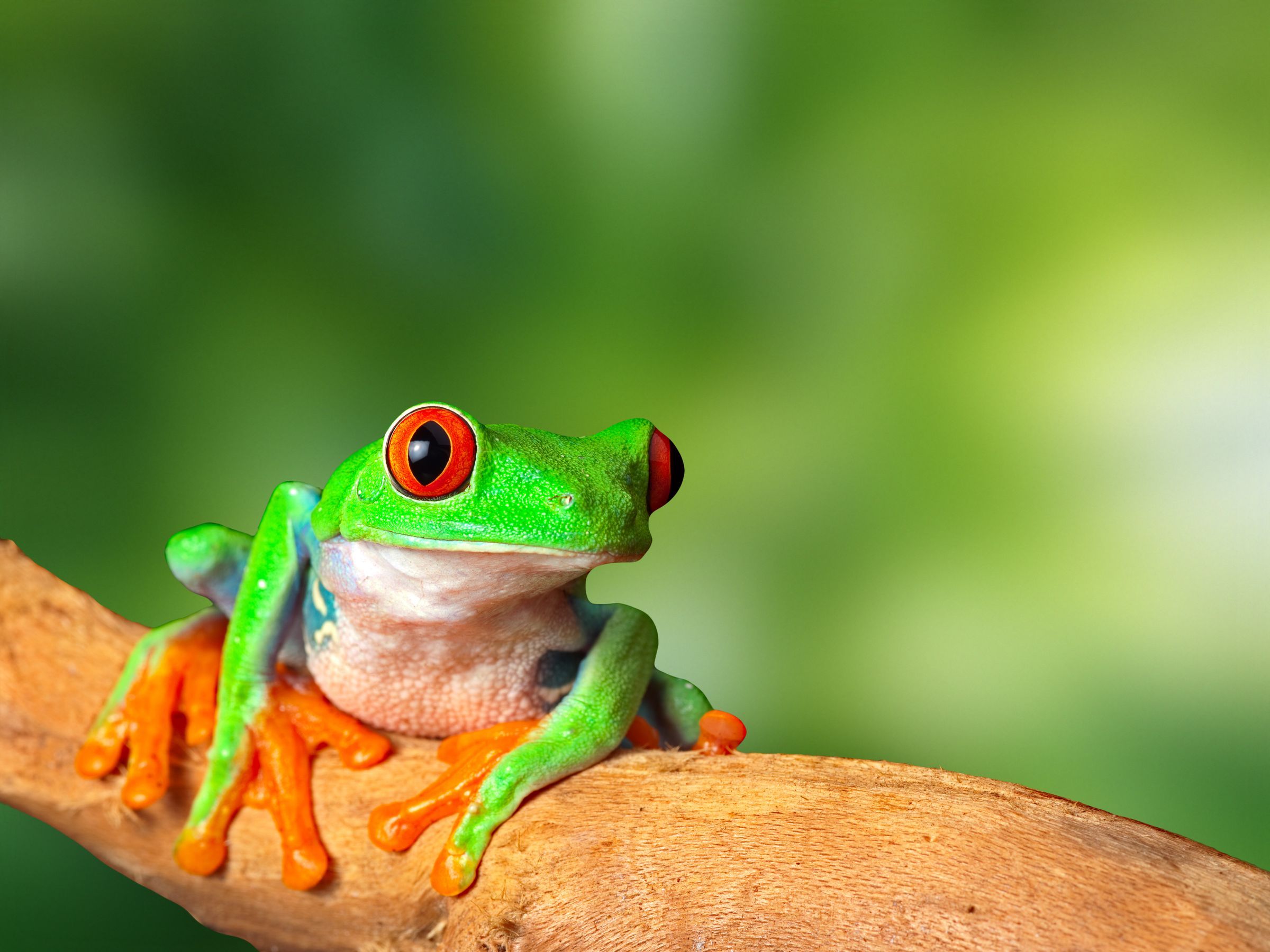 red eyed tree frog in tropical rain forest of Costa Rica