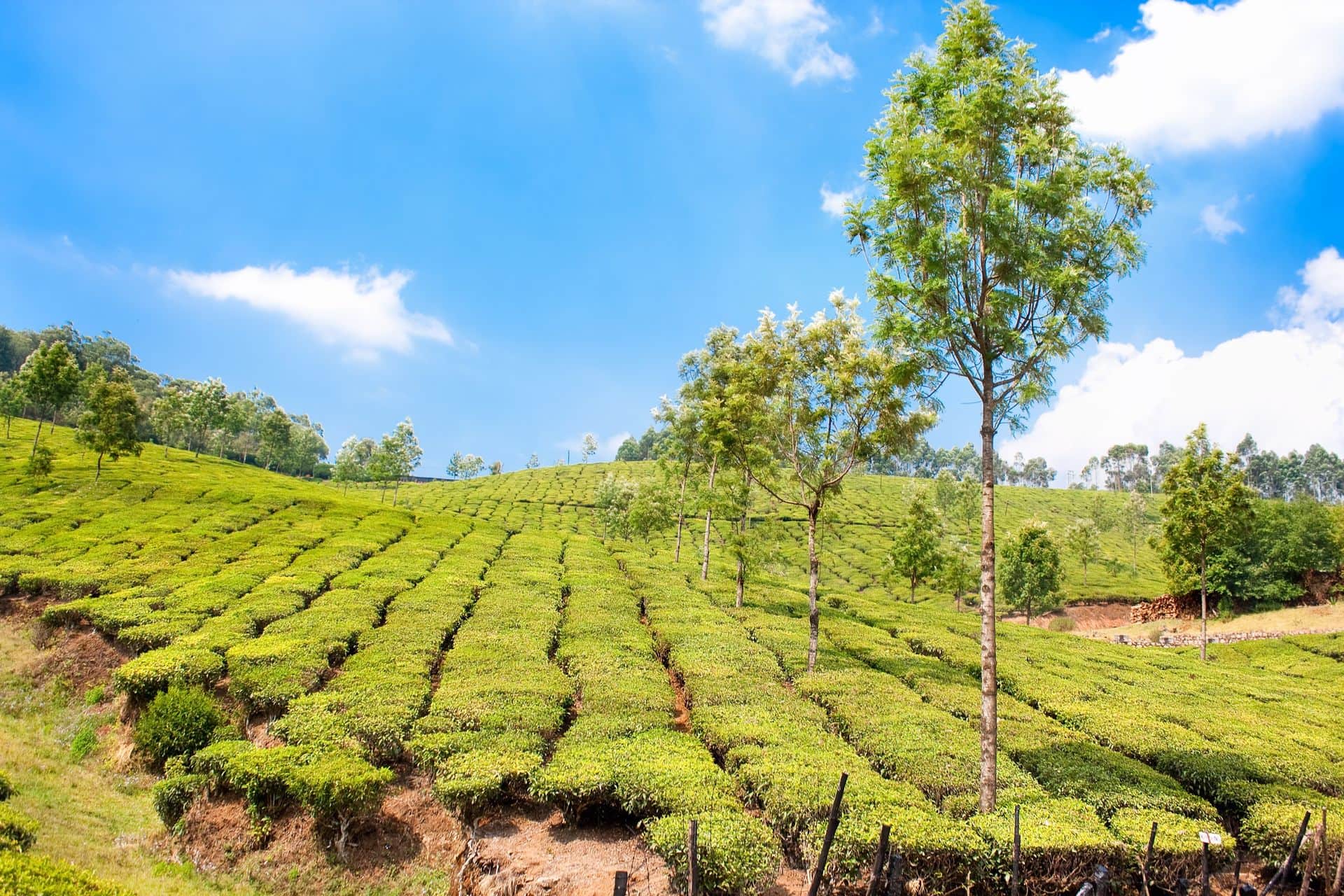 Tea Plantation in the Cardamom mountains. Munnar, Kerala, India