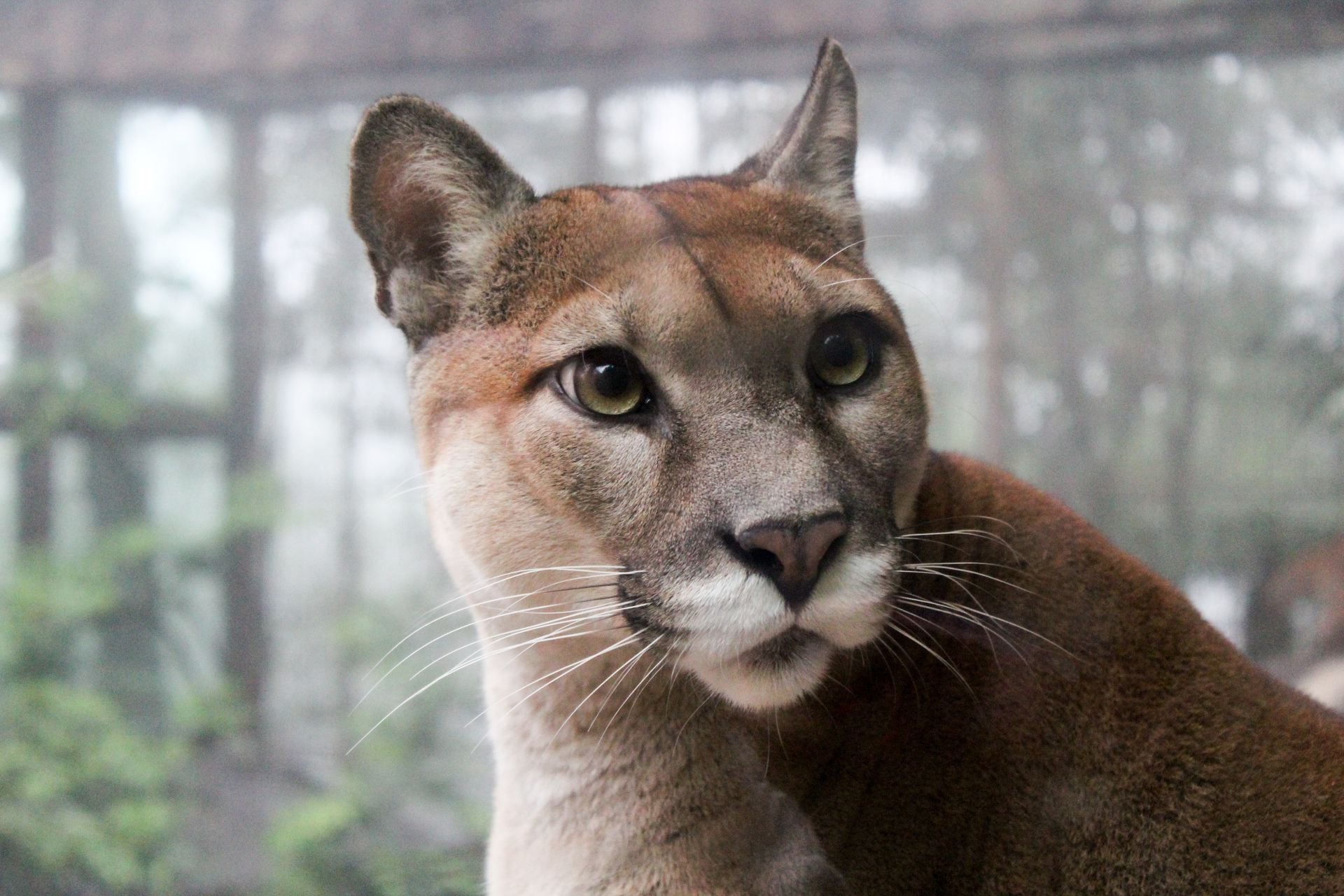 Puma Rescue in Costa Rica