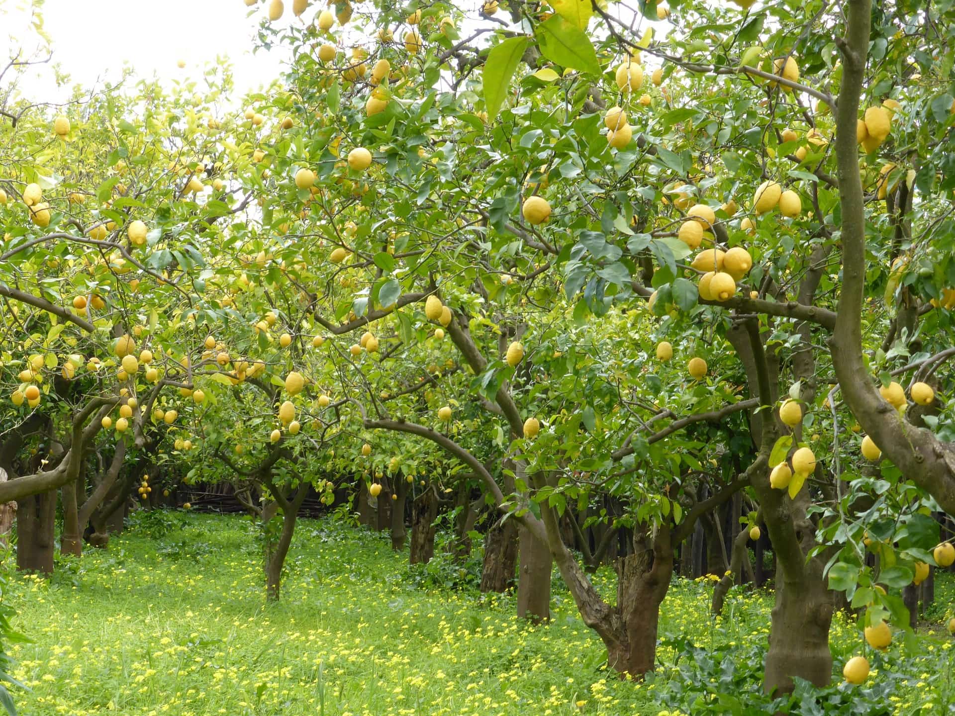lemons, Sorrento