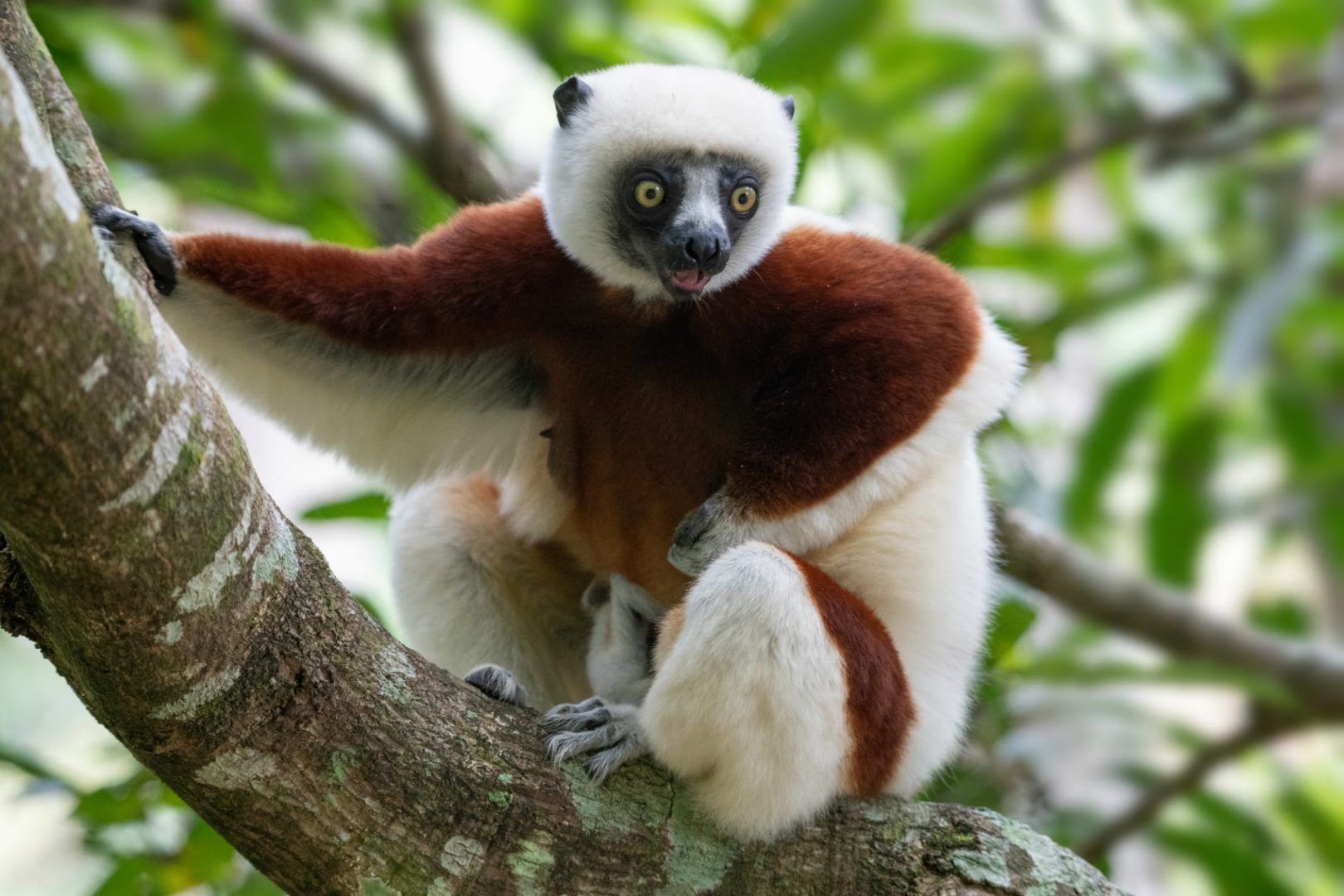 Madagascar: Coquerel's Sifaka (Lemur) in the Andasibe-Mantadia National Park