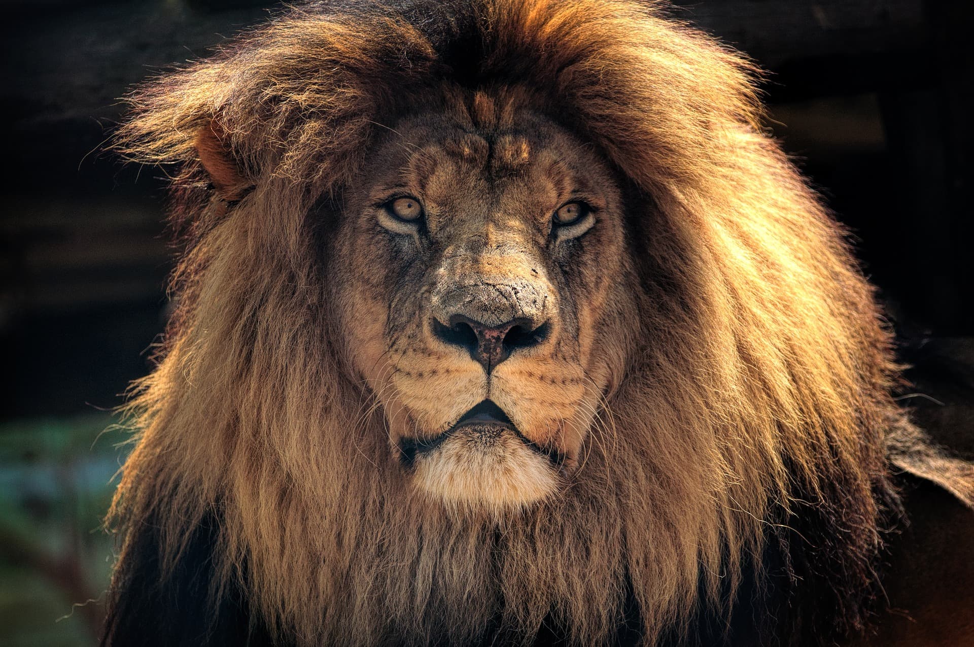 lions
