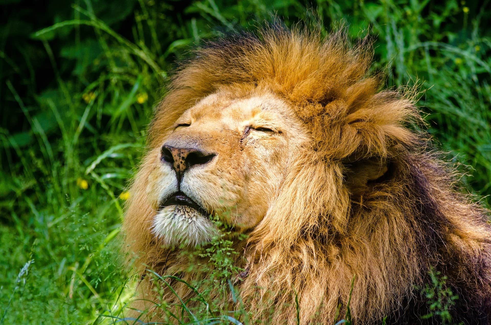 lions