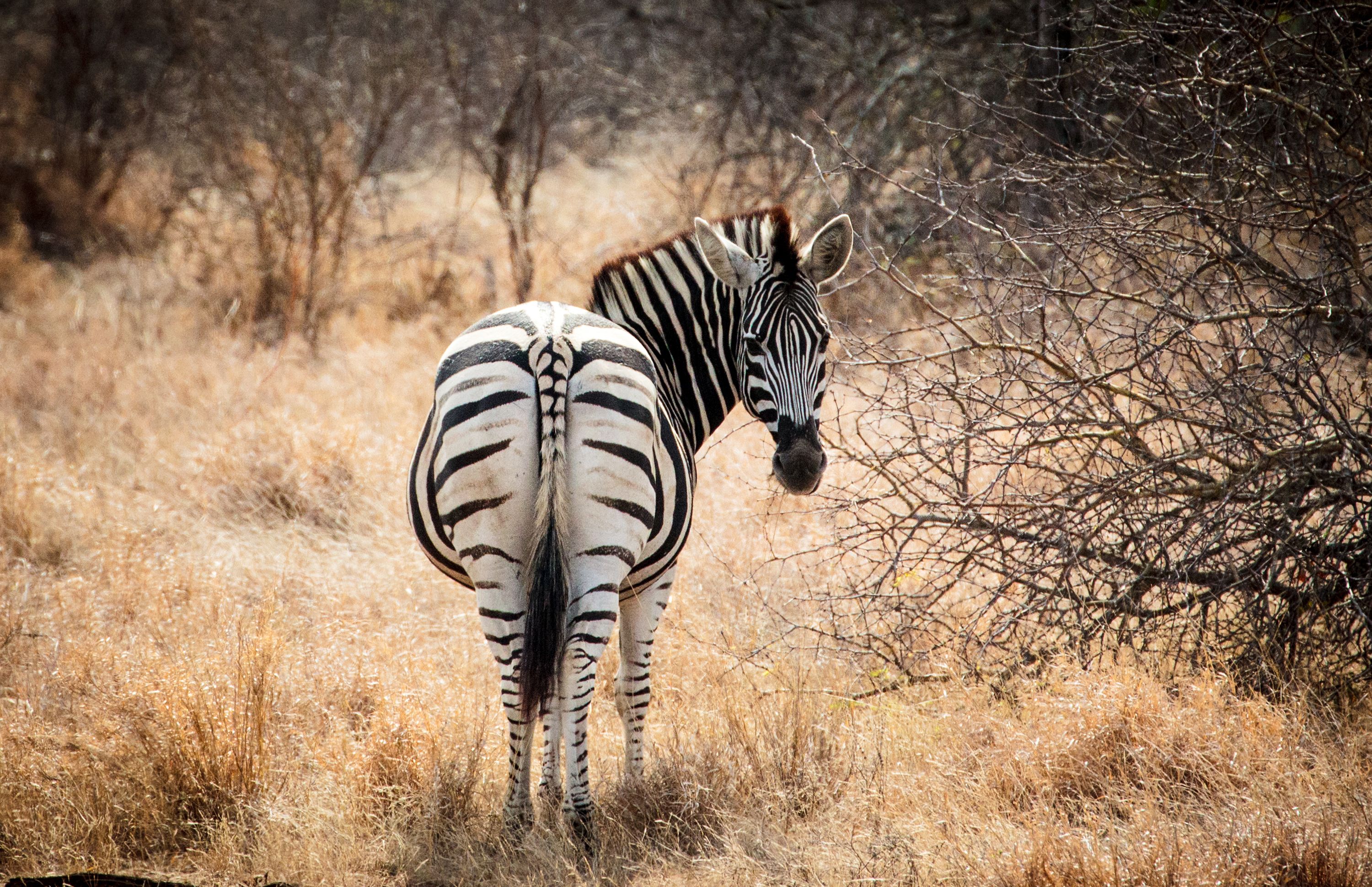 9. Zebra, Kruger National Park, South Africa