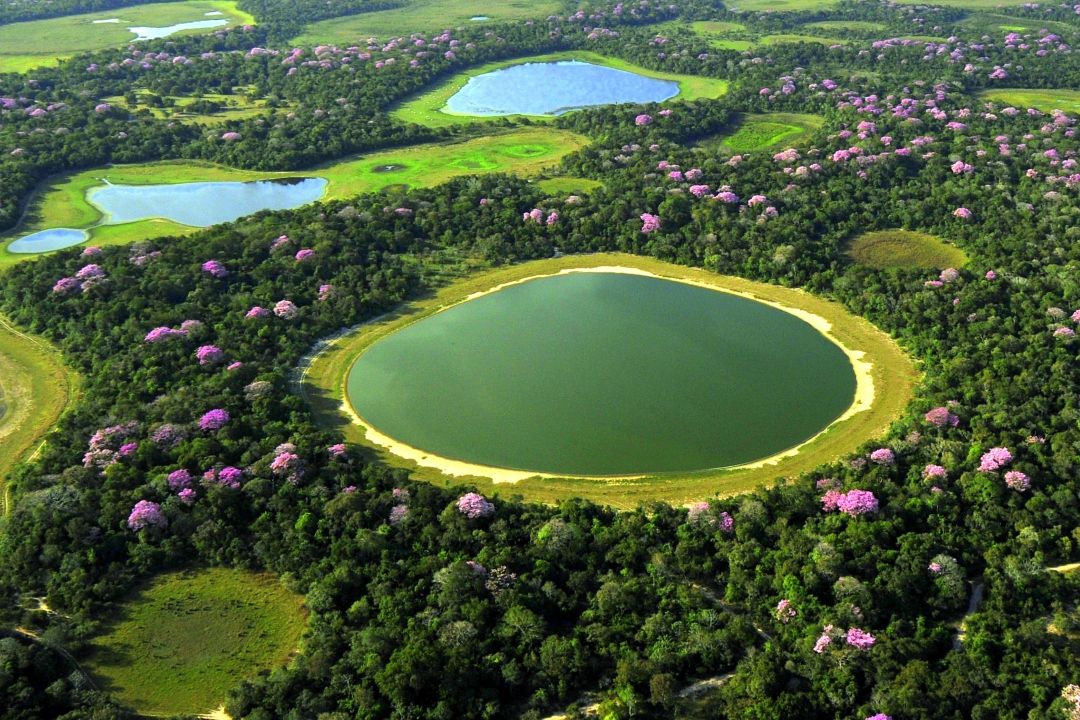 Brazilian Wetlands